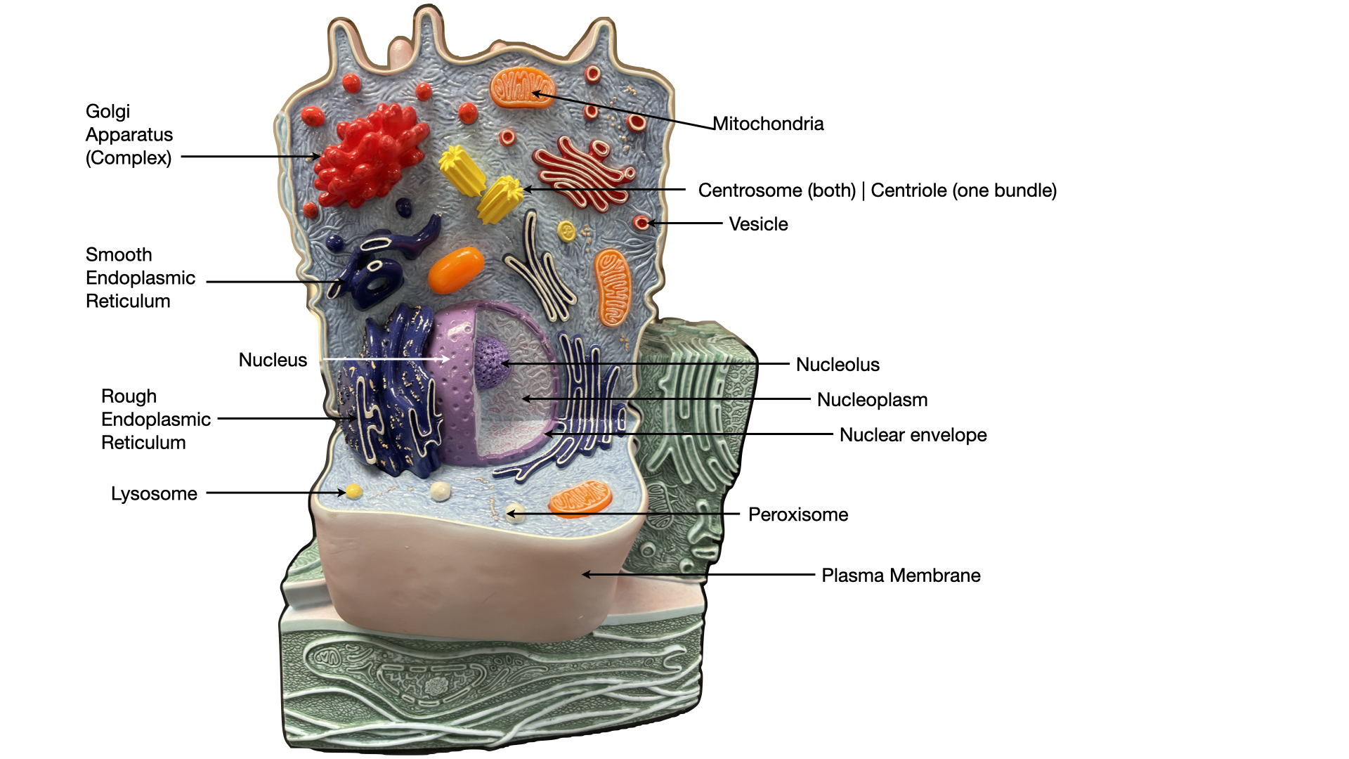 Labeled model of a generalized cell showing the plasma membrane, cytoplasm, nucleus, and organelles.