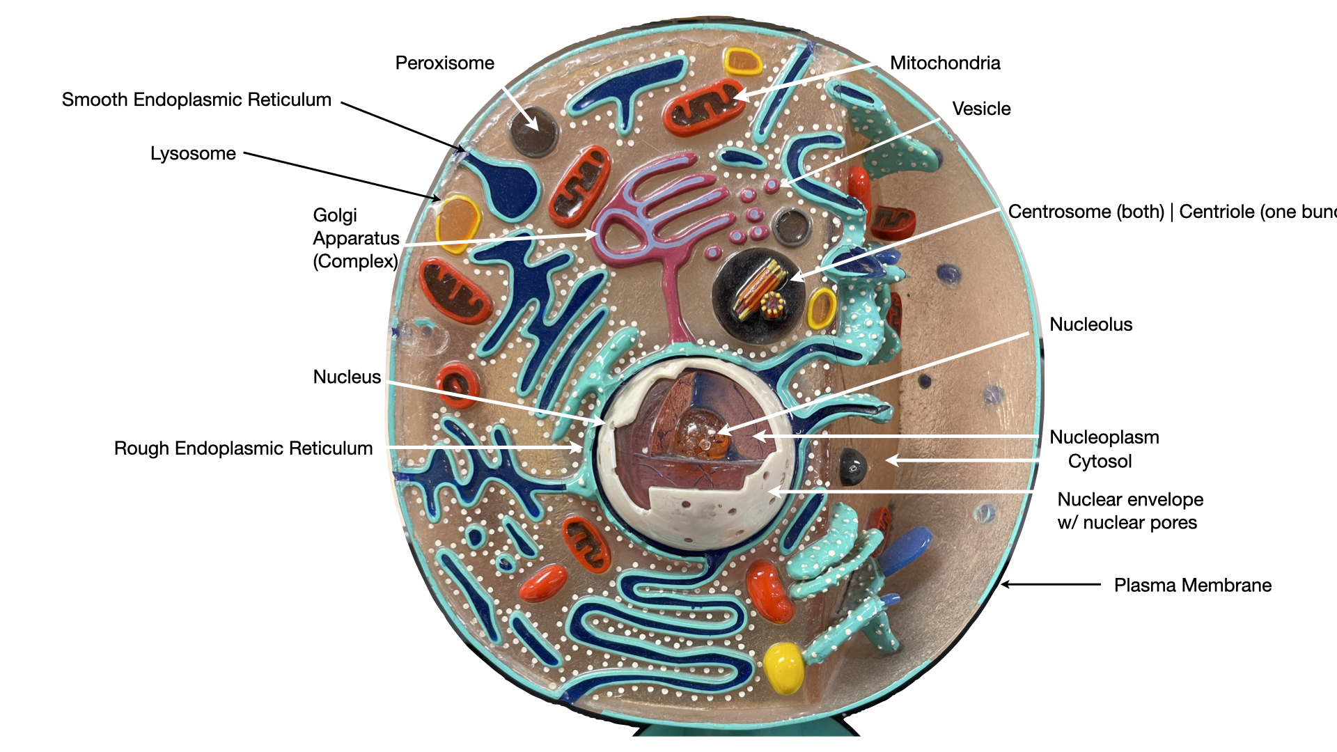 A second labeled cell model showing cell structures and organelles.