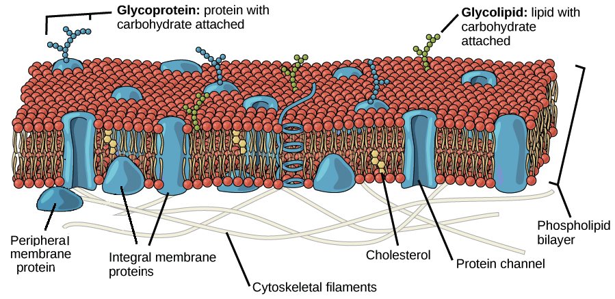 Labeled diagram of the plasma membrane showing the phospholipid bilayer, integral and peripheral proteins, cholesterol, and the glycocalyx.