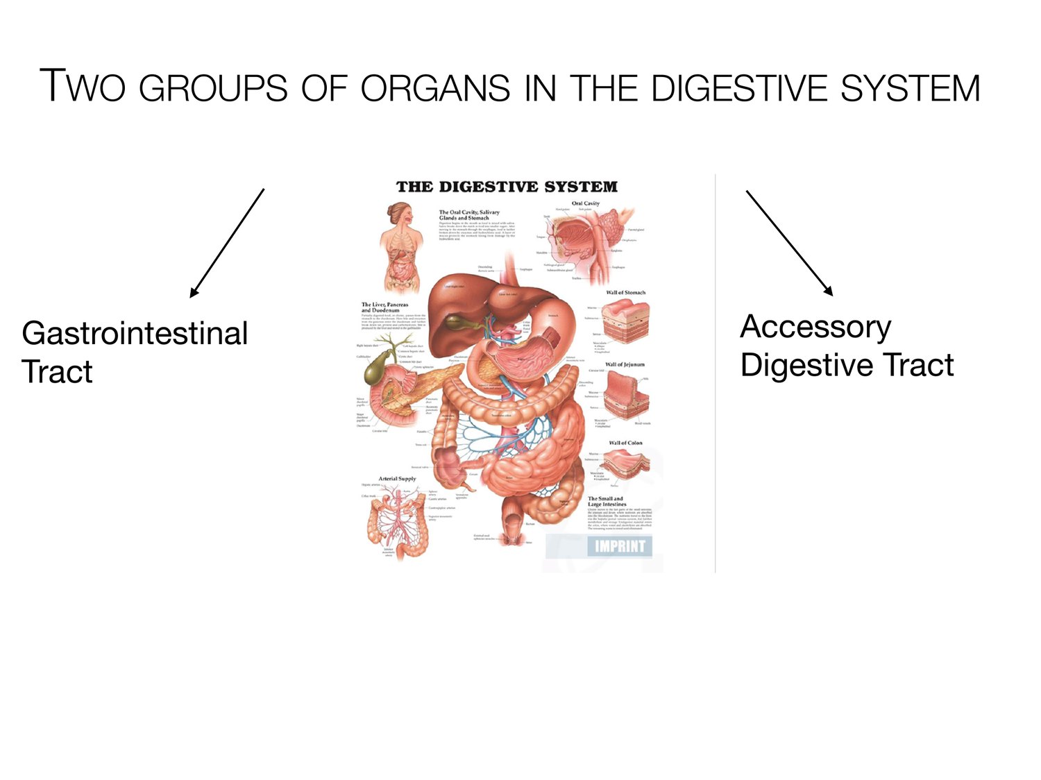 Slide 2 of 97: Two groups of organs in the digestive system. Dr. Rennie digestive anatomy lecture slide.