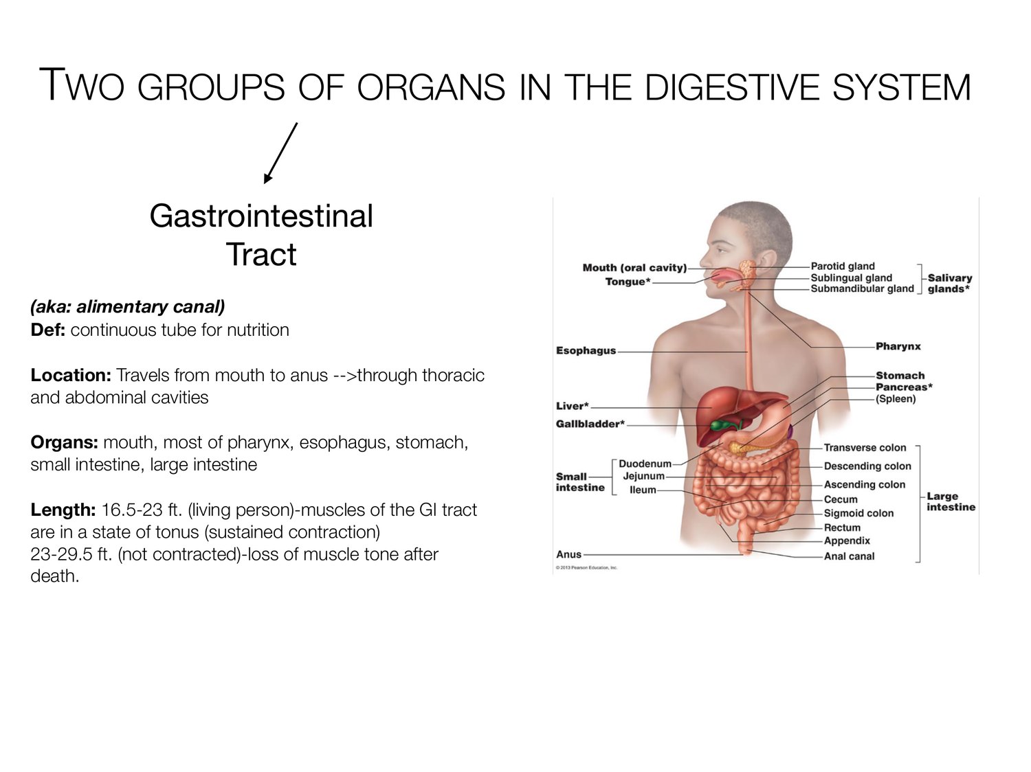 Slide 3 of 97: Two groups of organs in the digestive system. Dr. Rennie digestive anatomy lecture slide.