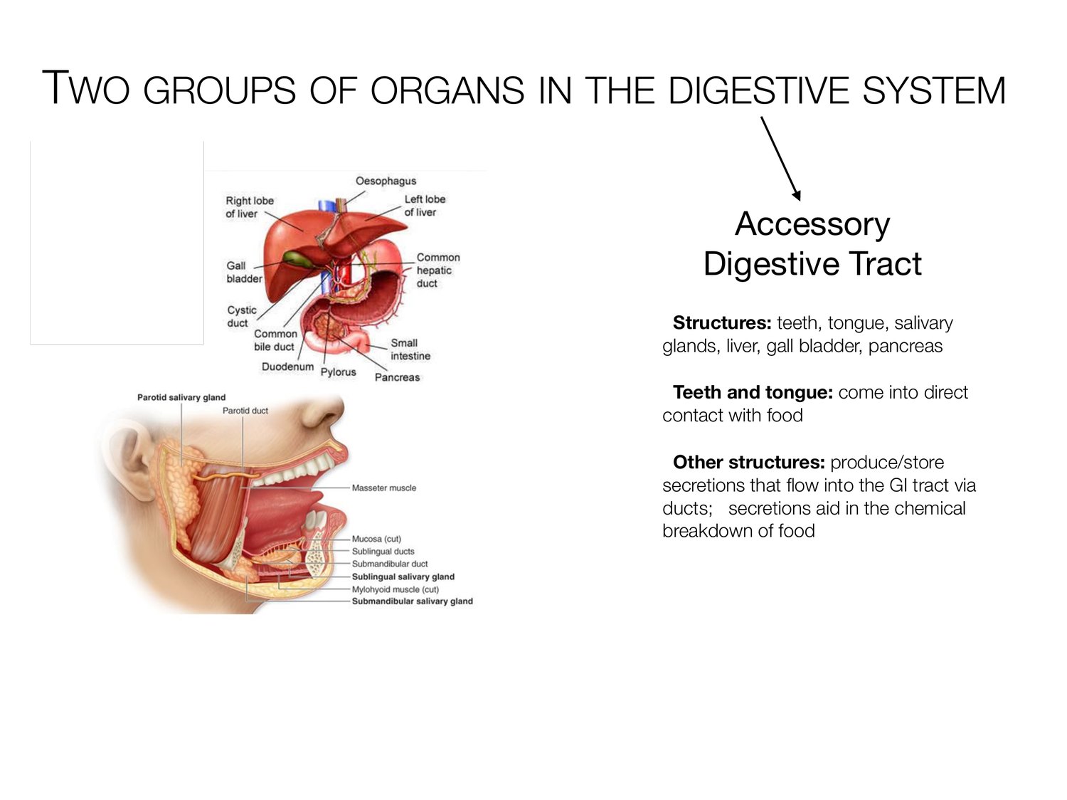 Slide 4 of 97: Two groups of organs in the digestive system. Dr. Rennie digestive anatomy lecture slide.