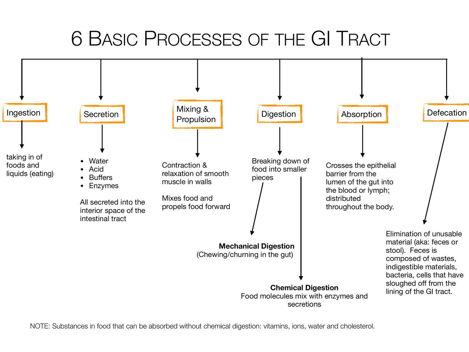 Slide 5 of 97: 6 basic processes of the gi tract. Dr. Rennie digestive anatomy lecture slide.