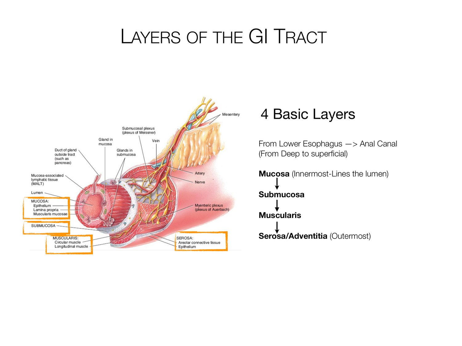 Slide 6 of 97: Layers of the gi tract. Dr. Rennie digestive anatomy lecture slide.