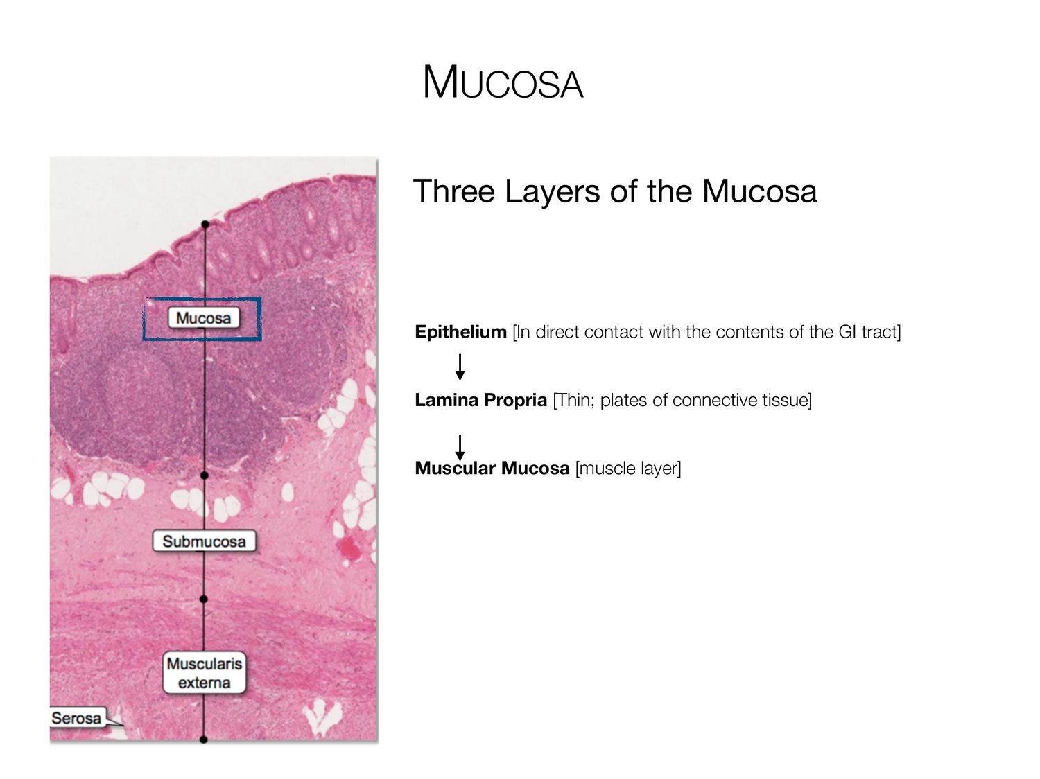 Slide 7 of 97: Mucosa. Dr. Rennie digestive anatomy lecture slide.