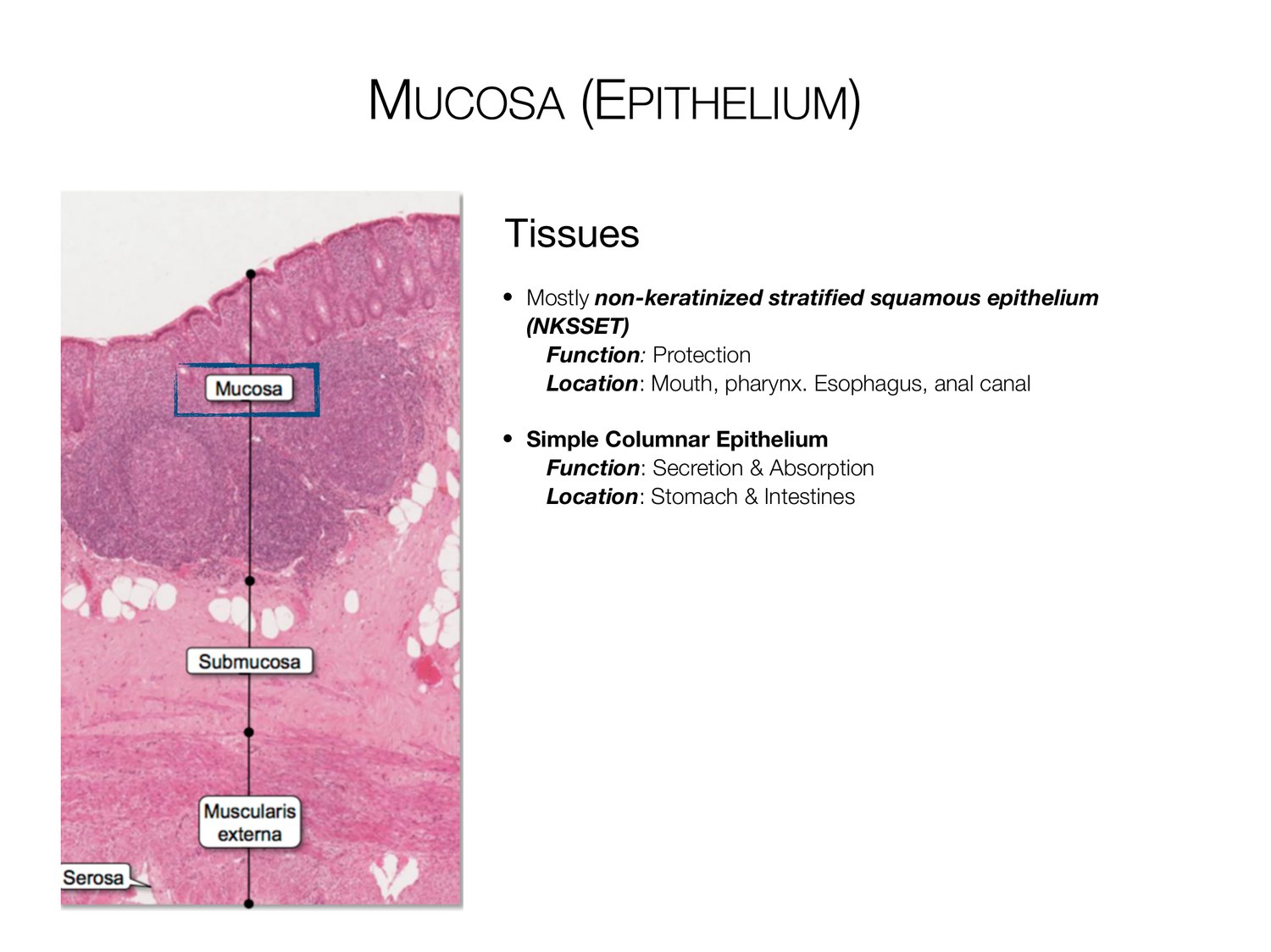 Slide 8 of 97: Mucosa (epithelium). Dr. Rennie digestive anatomy lecture slide.