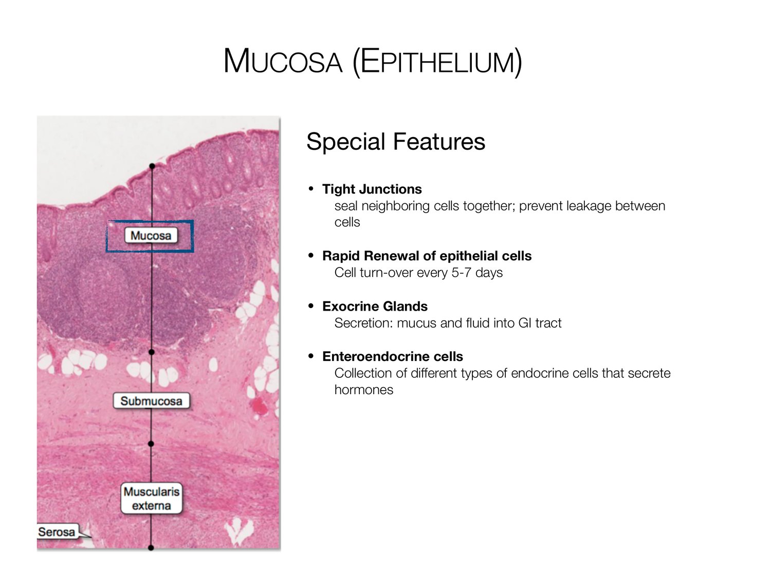 Slide 9 of 97: Mucosa (epithelium). Dr. Rennie digestive anatomy lecture slide.