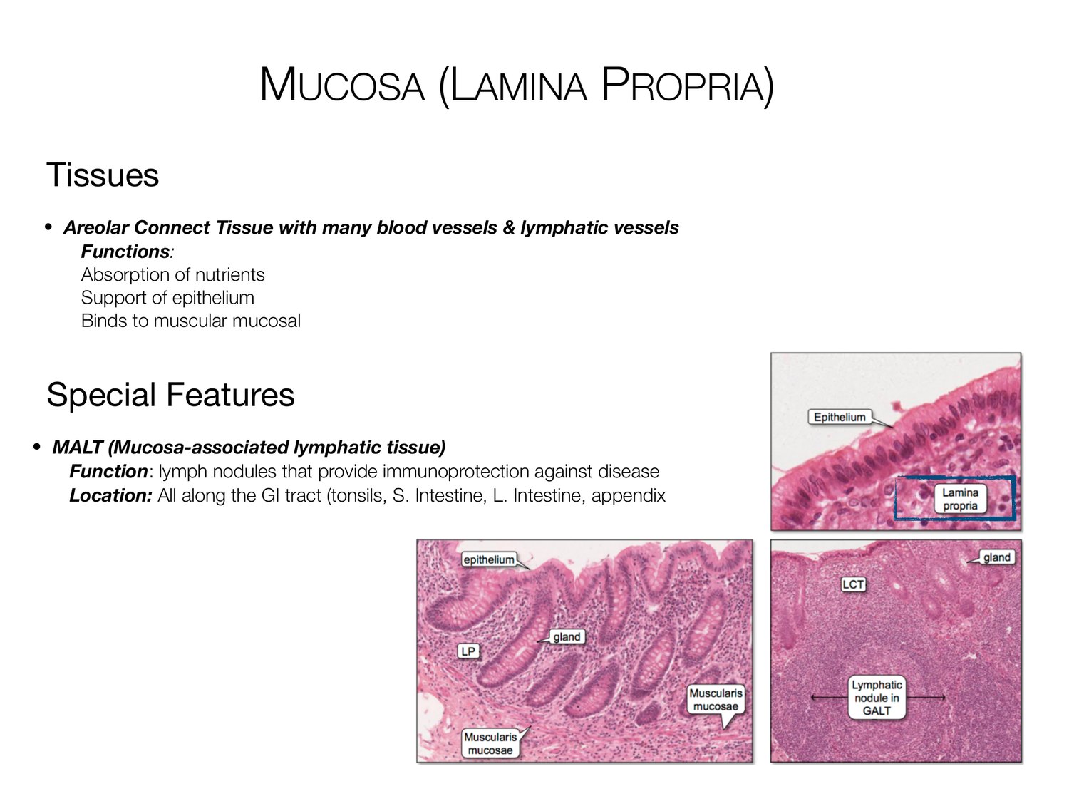 Slide 10 of 97: Mucosa (lamina propria). Dr. Rennie digestive anatomy lecture slide.