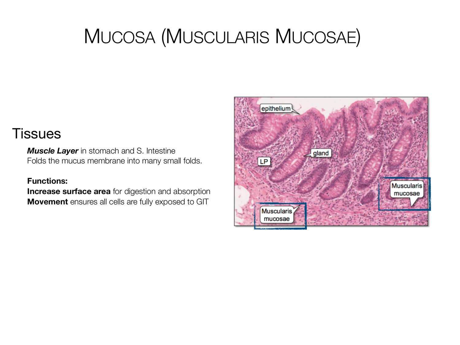 Slide 11 of 97: Mucosa (muscularis mucosae). Dr. Rennie digestive anatomy lecture slide.
