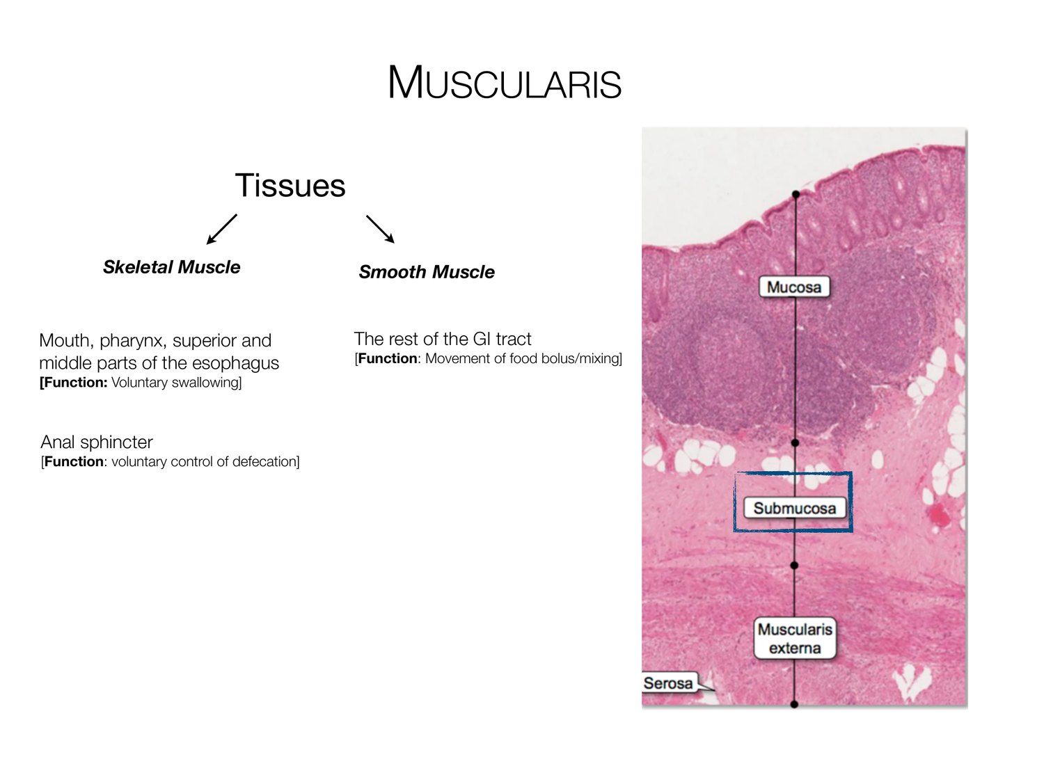 Slide 13 of 97: Muscularis. Dr. Rennie digestive anatomy lecture slide.