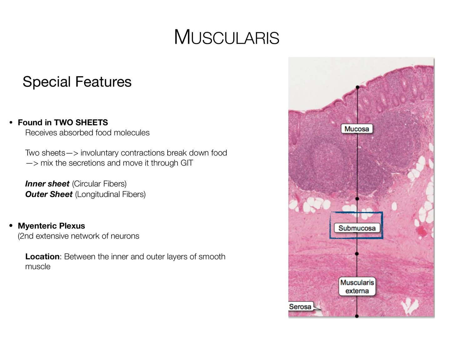 Slide 14 of 97: Muscularis. Dr. Rennie digestive anatomy lecture slide.