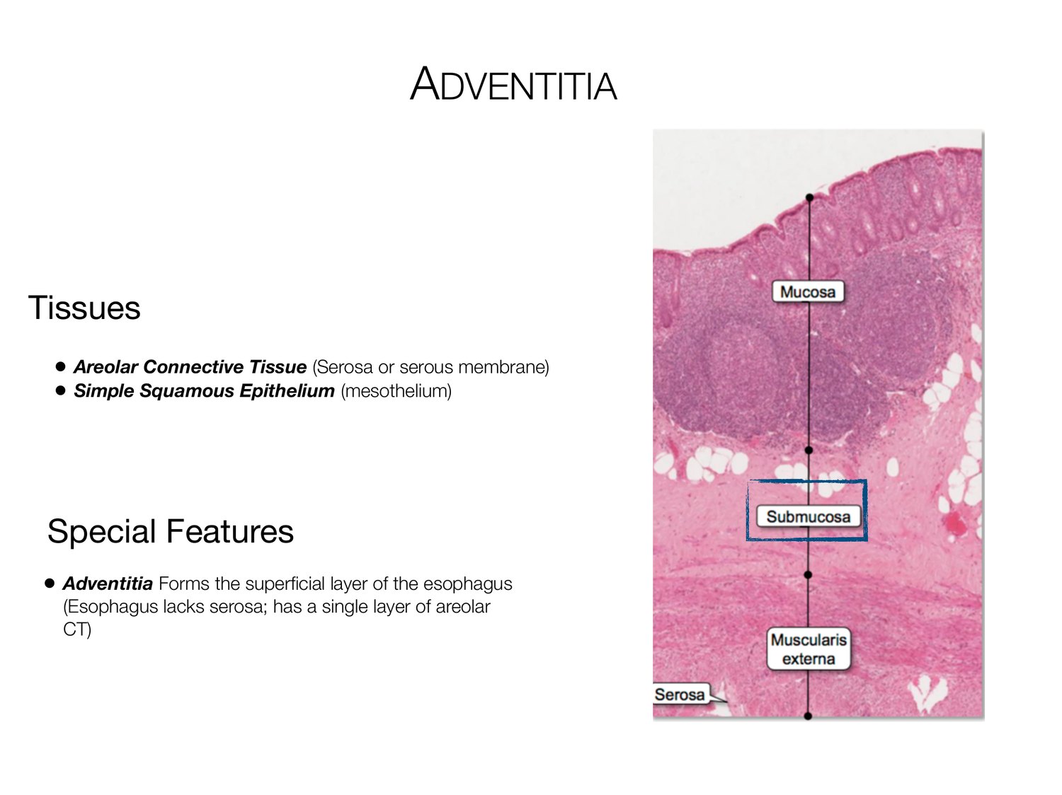 Slide 15 of 97: Adventitia. Dr. Rennie digestive anatomy lecture slide.
