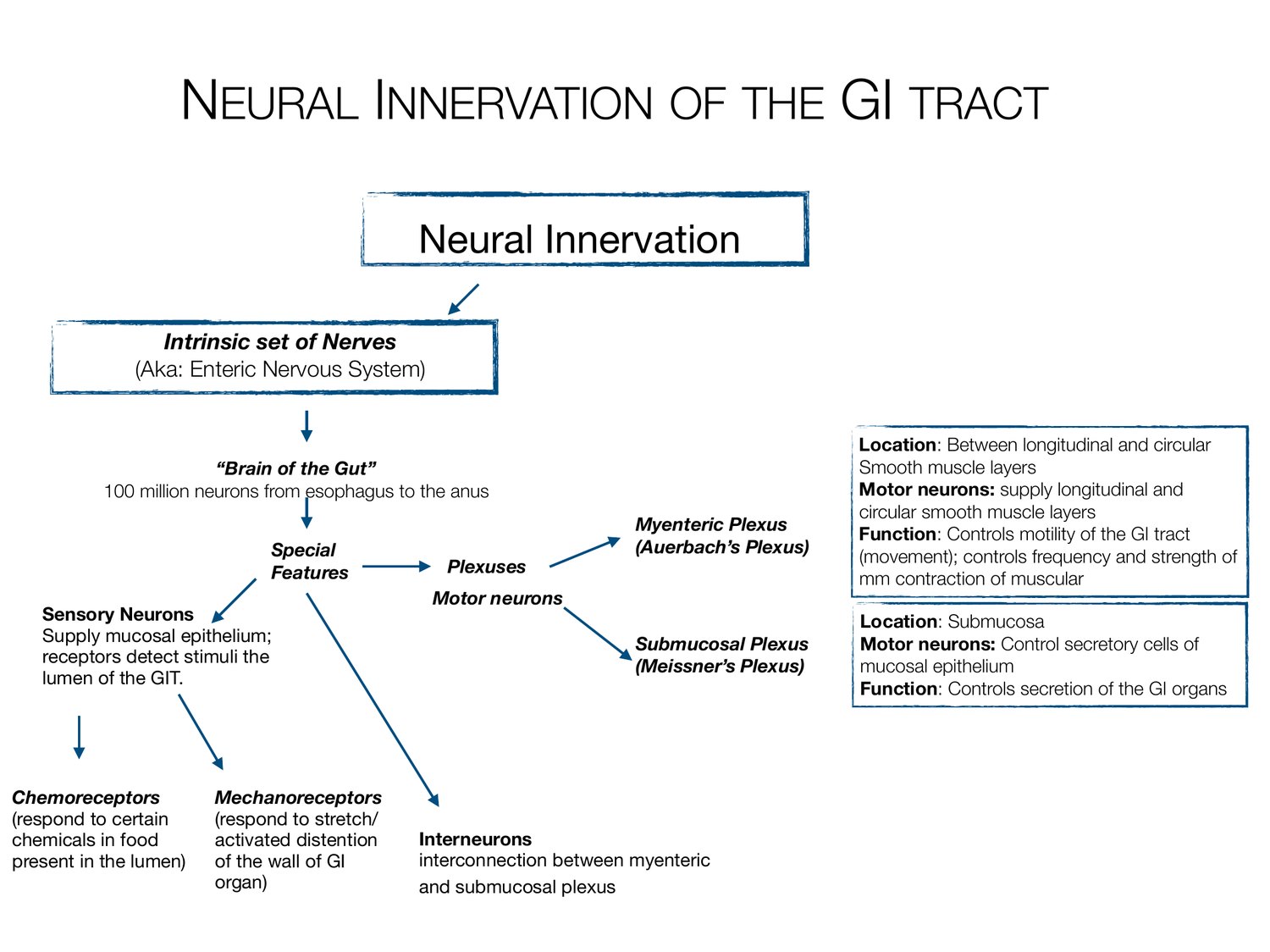 Slide 16 of 97: Neural innervation of the gi tract. Dr. Rennie digestive anatomy lecture slide.