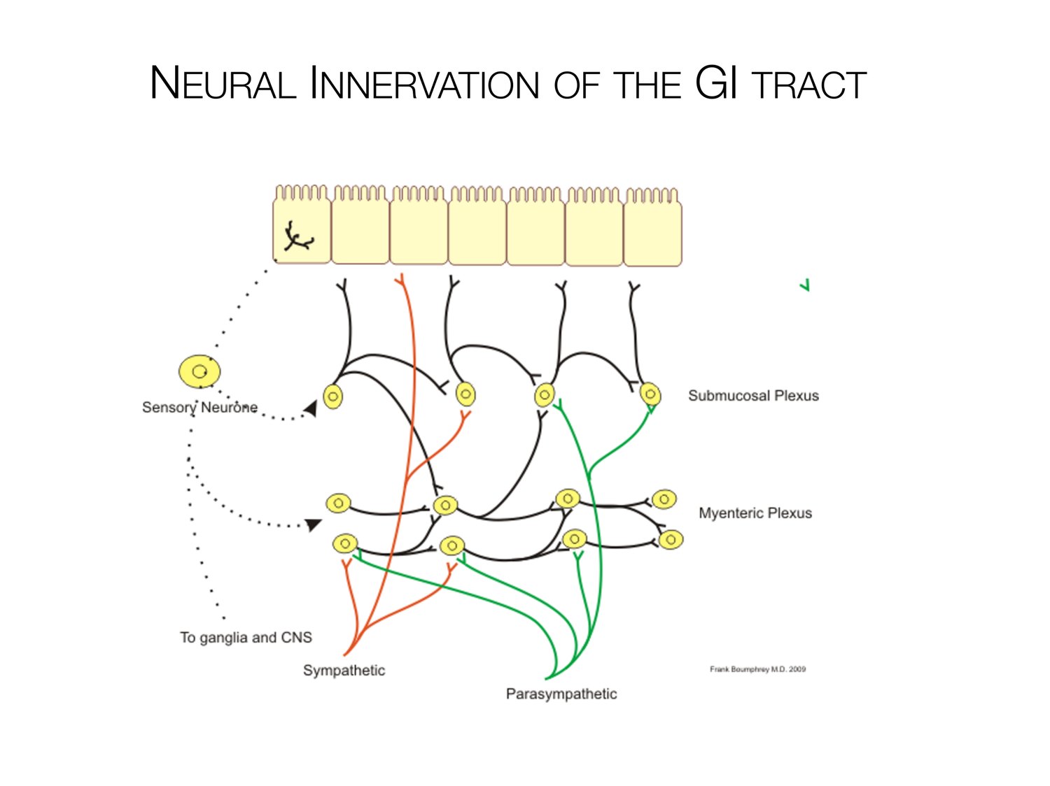 Slide 17 of 97: Neural innervation of the gi tract. Dr. Rennie digestive anatomy lecture slide.