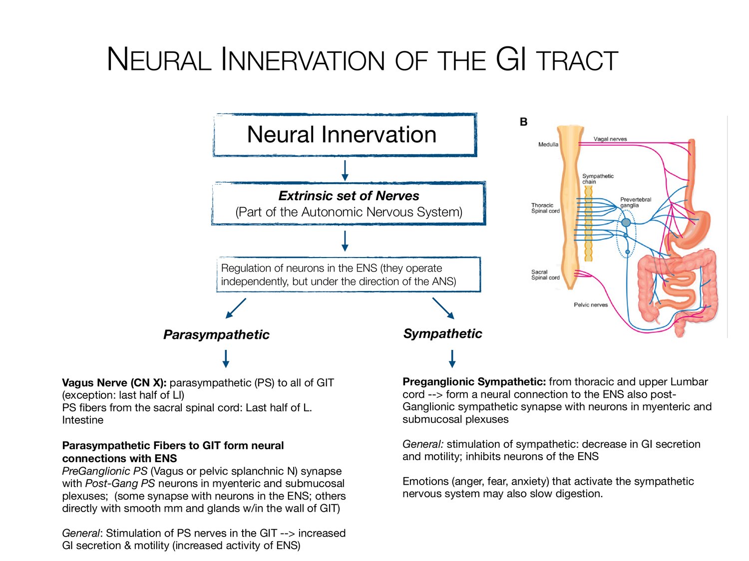 Slide 19 of 97: Neural innervation of the gi tract. Dr. Rennie digestive anatomy lecture slide.