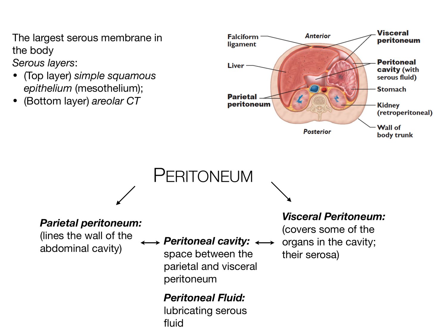 Slide 20 of 97: The largest serous membrane in. Dr. Rennie digestive anatomy lecture slide.