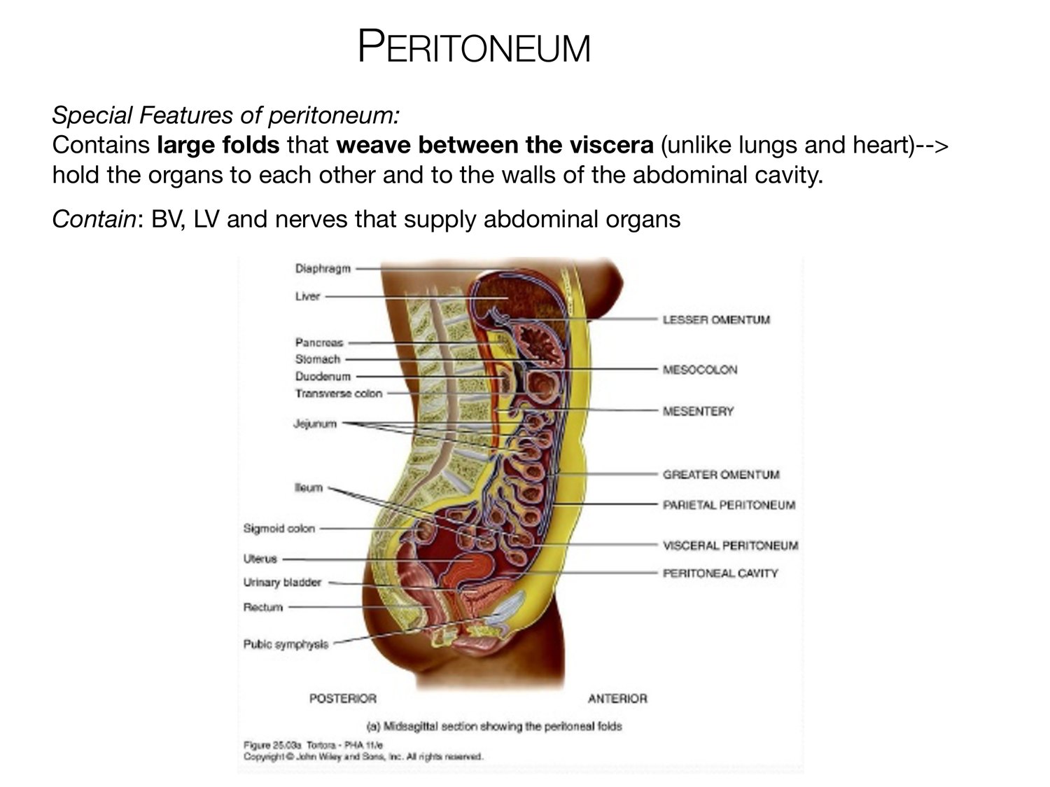 Slide 22 of 97: Peritoneum. Dr. Rennie digestive anatomy lecture slide.