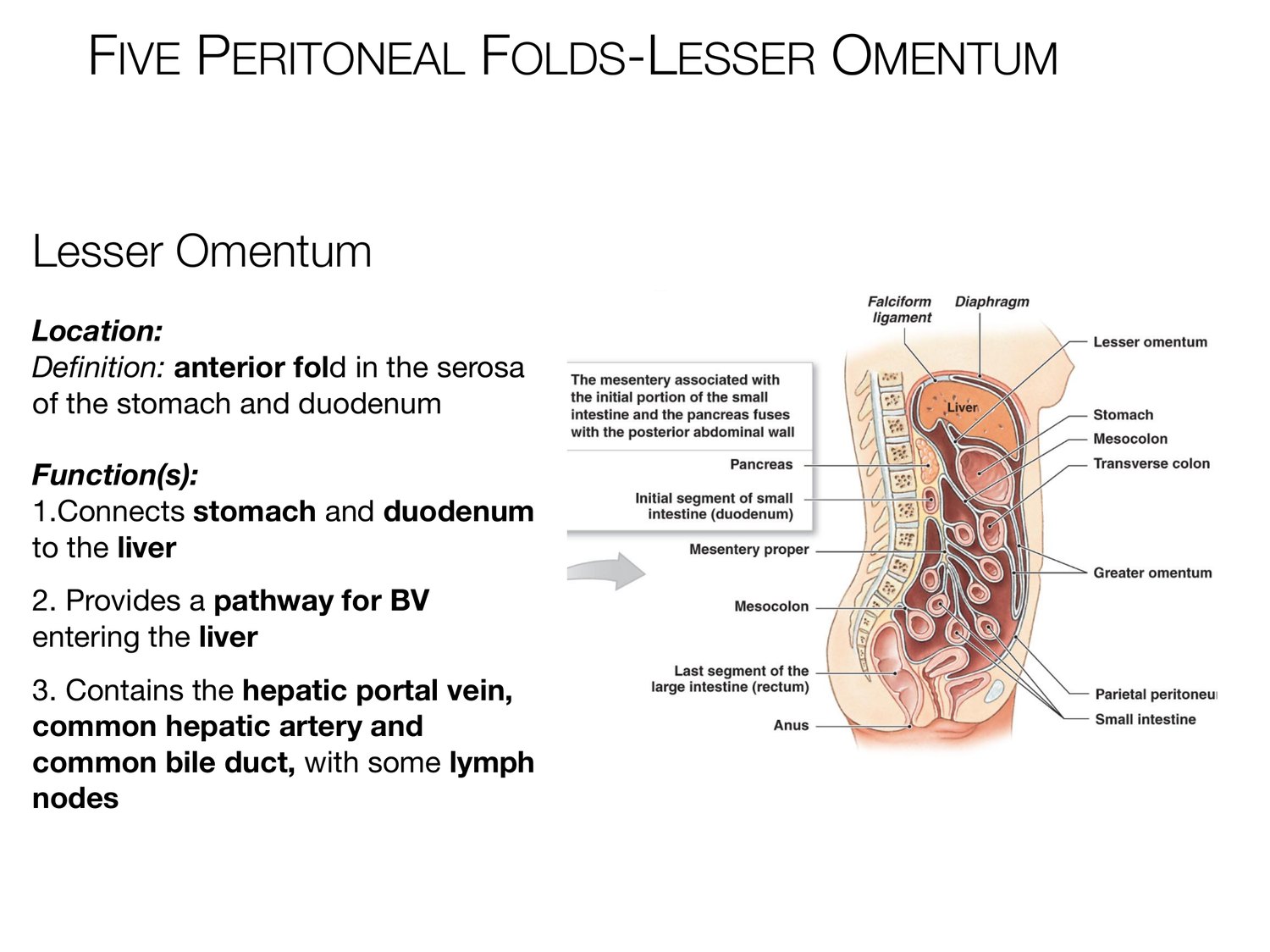 Slide 24 of 97: Five peritoneal folds-lesser omentum. Dr. Rennie digestive anatomy lecture slide.