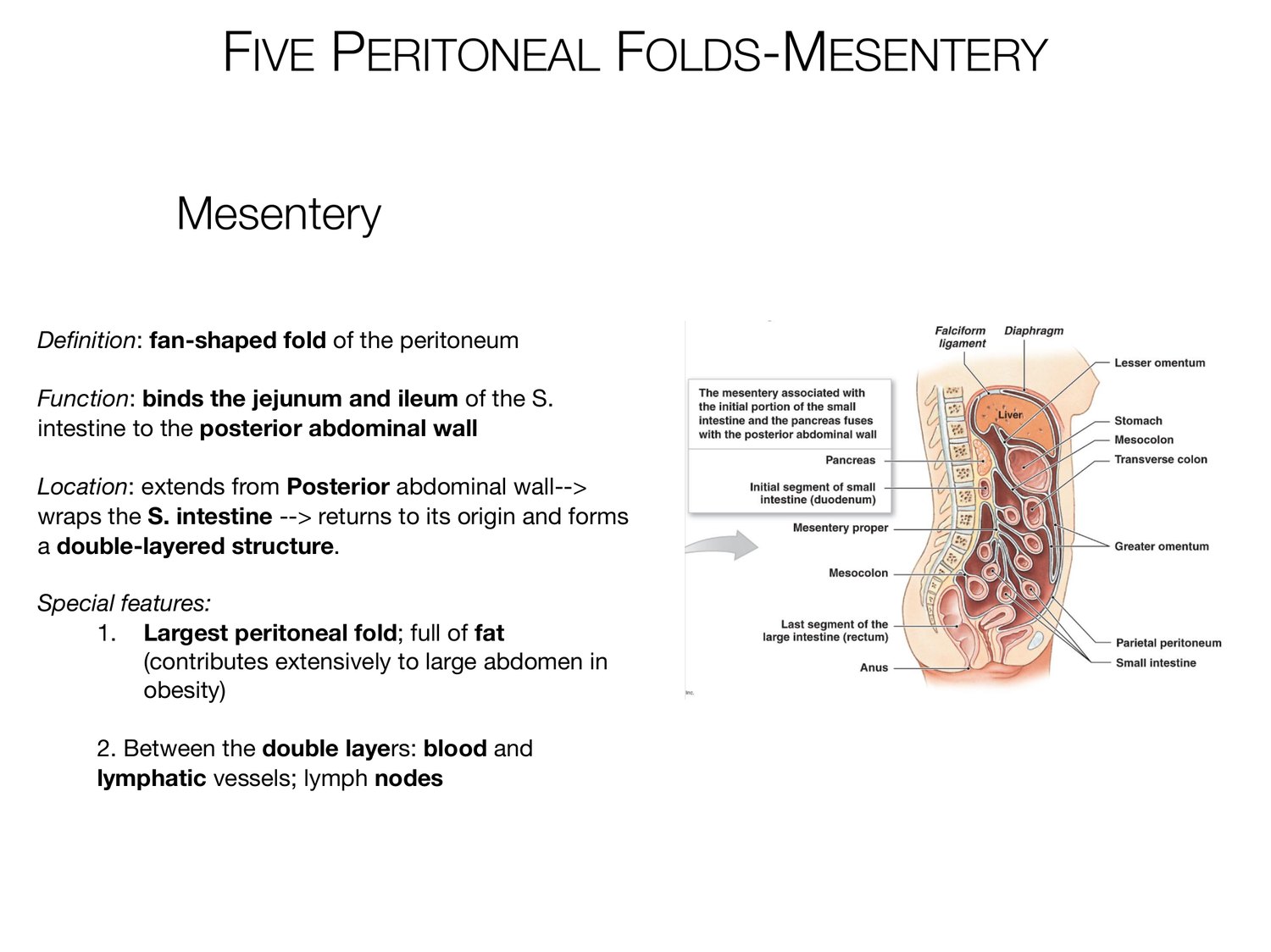 Slide 25 of 97: Five peritoneal folds-mesentery. Dr. Rennie digestive anatomy lecture slide.
