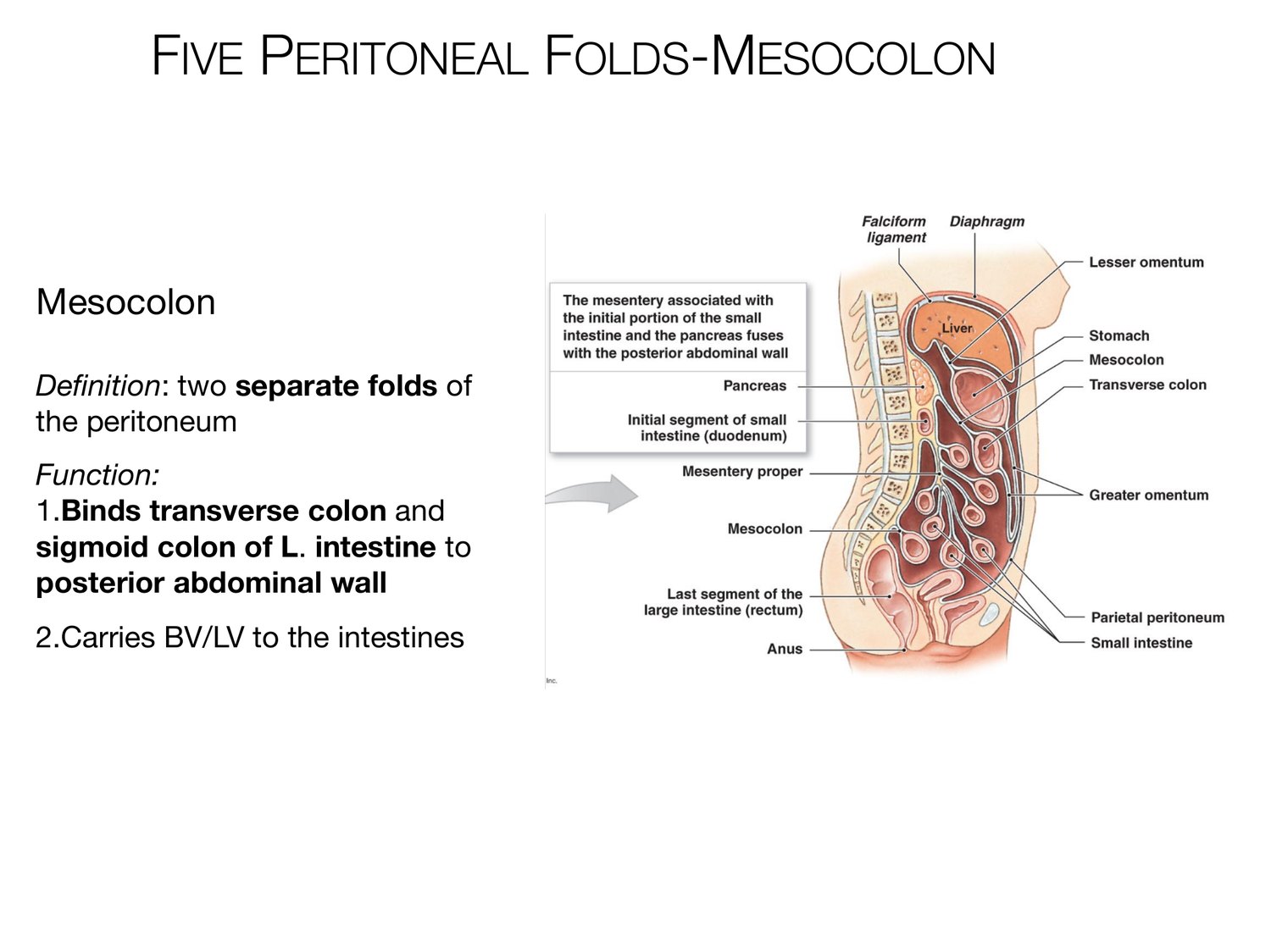 Slide 26 of 97: Five peritoneal folds-mesocolon. Dr. Rennie digestive anatomy lecture slide.