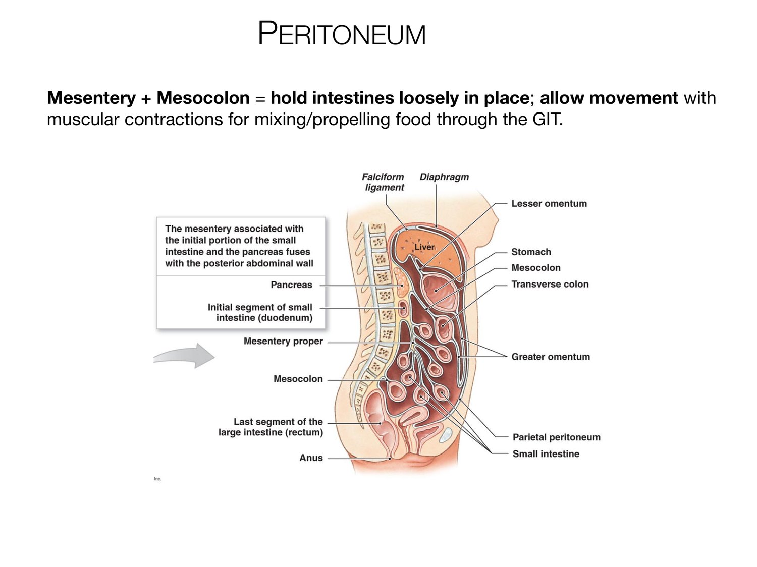 Slide 27 of 97: Peritoneum. Dr. Rennie digestive anatomy lecture slide.