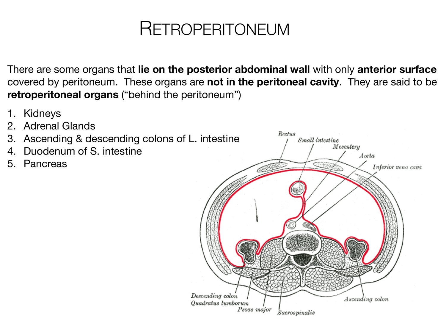 Slide 29 of 97: Retroperitoneum. Dr. Rennie digestive anatomy lecture slide.
