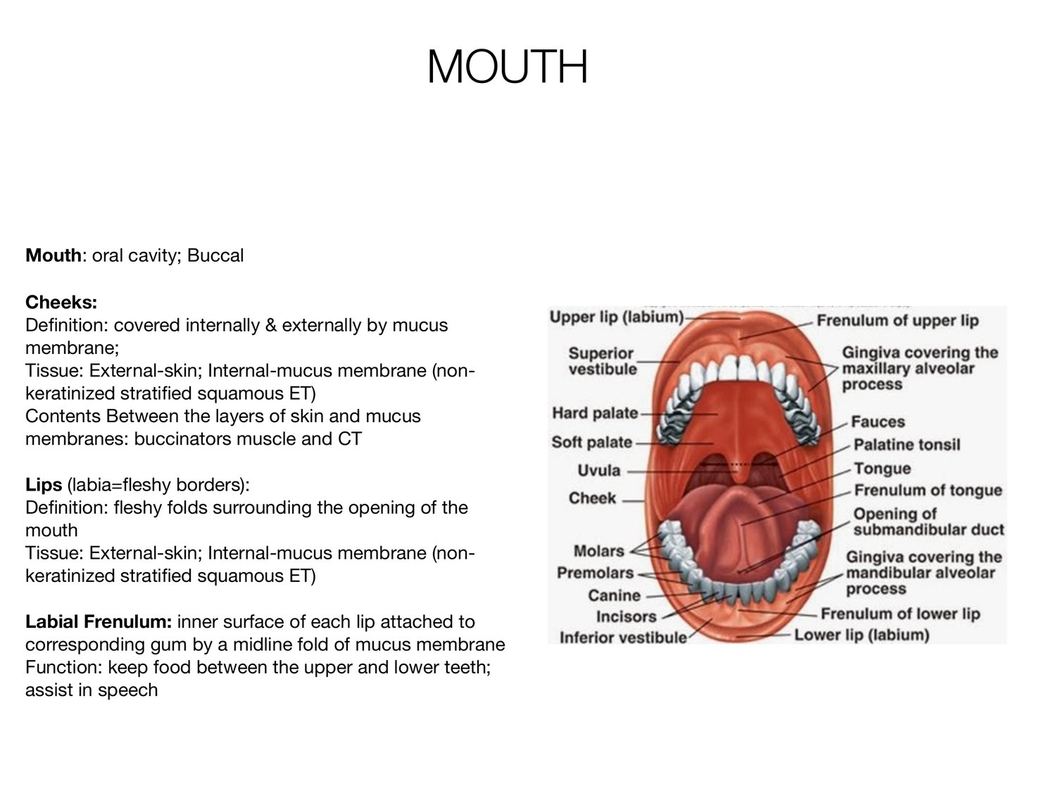 Slide 30 of 97: Mouth. Dr. Rennie digestive anatomy lecture slide.