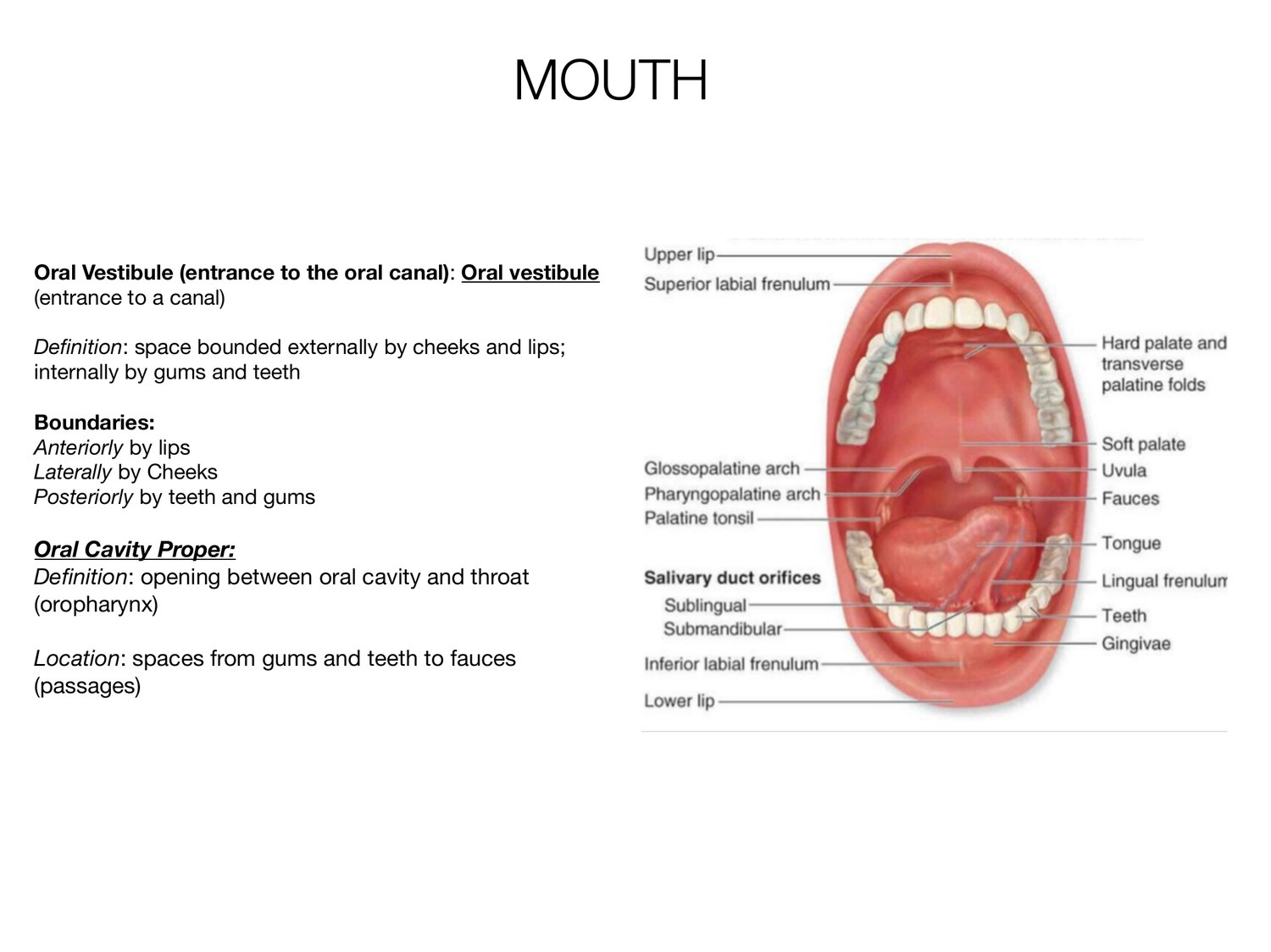 Slide 31 of 97: Mouth. Dr. Rennie digestive anatomy lecture slide.