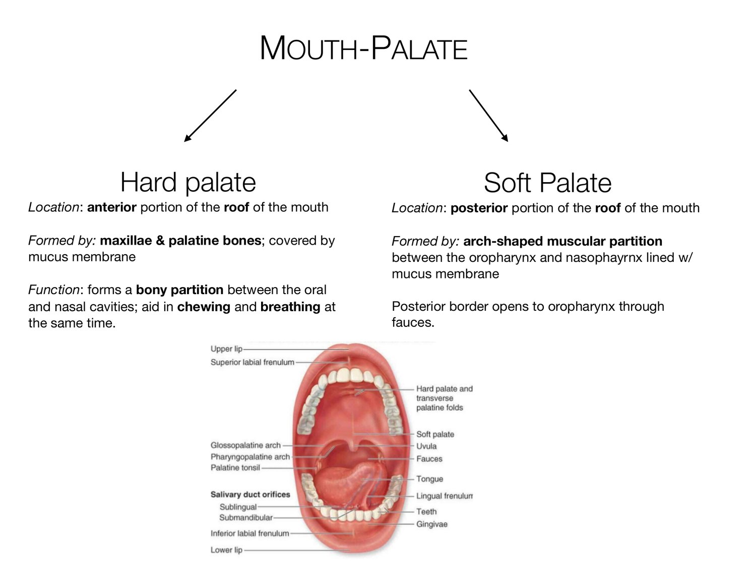 Slide 32 of 97: Mouth-palate. Dr. Rennie digestive anatomy lecture slide.