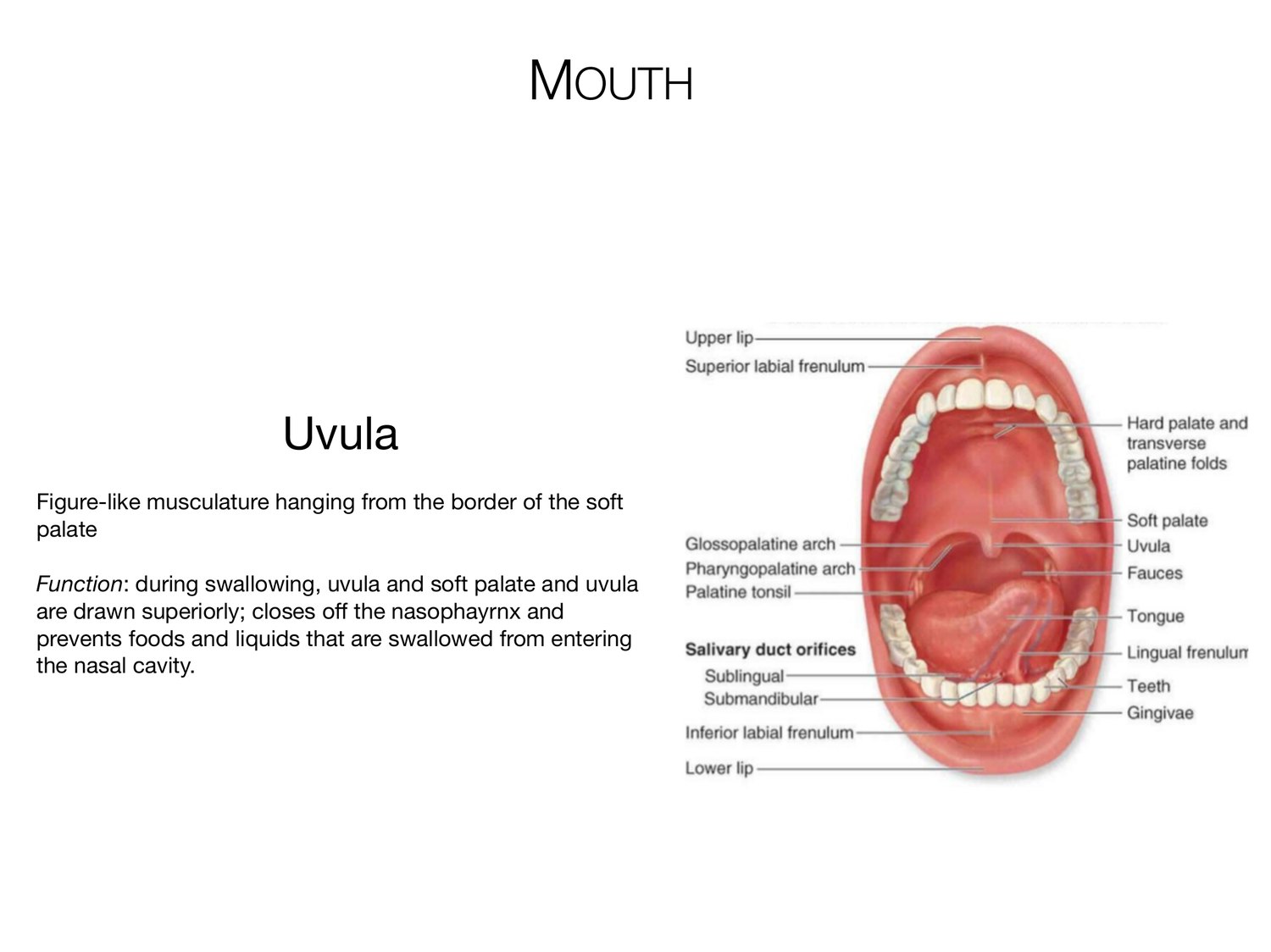 Slide 33 of 97: Mouth. Dr. Rennie digestive anatomy lecture slide.