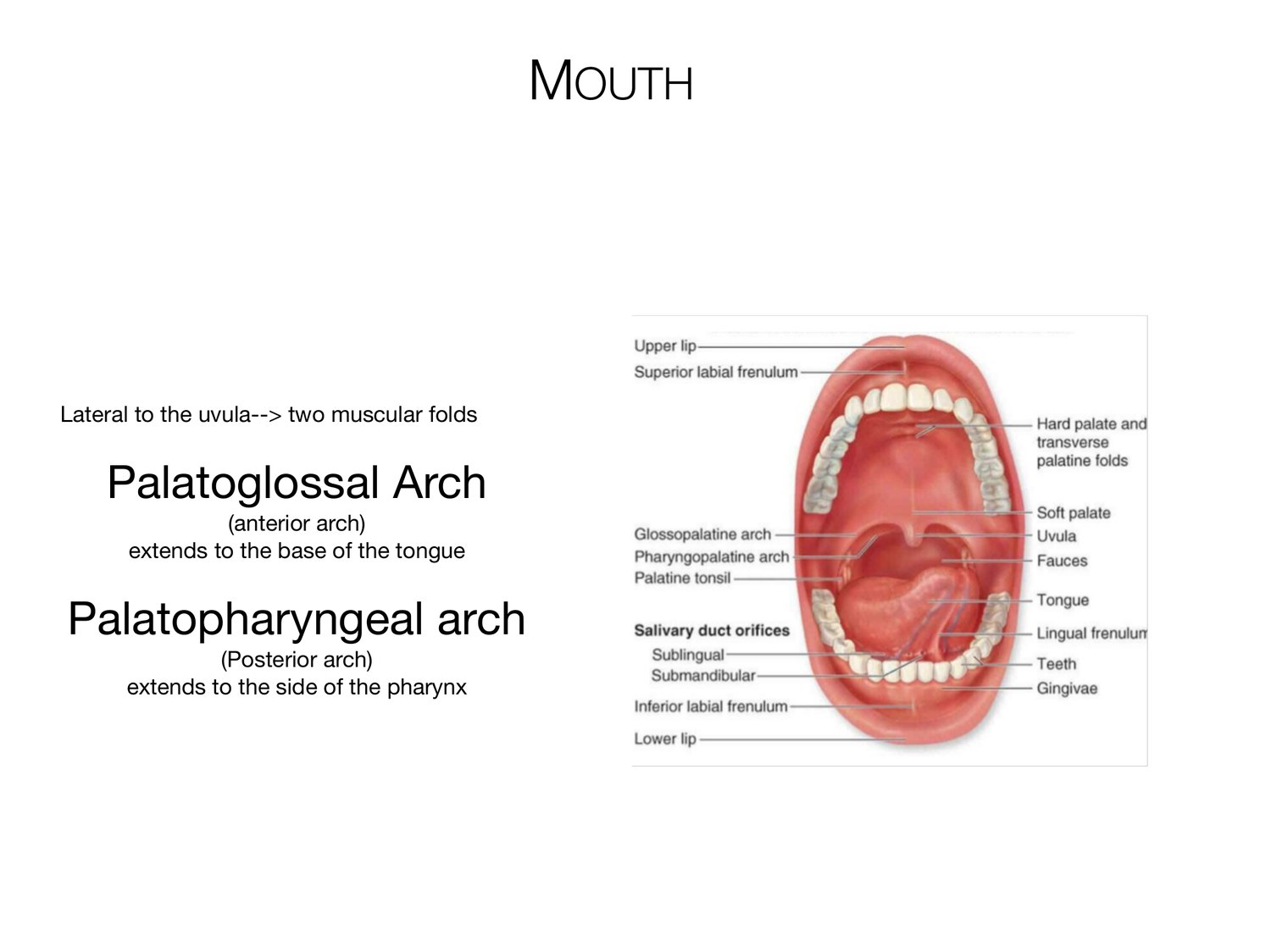 Slide 34 of 97: Mouth. Dr. Rennie digestive anatomy lecture slide.