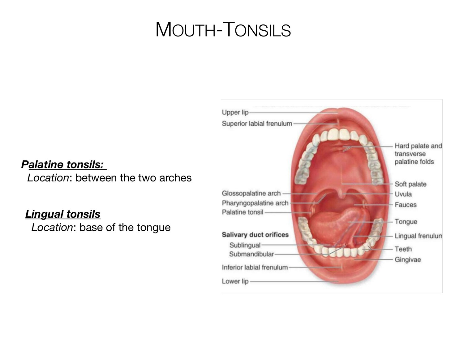 Slide 35 of 97: Mouth-tonsils. Dr. Rennie digestive anatomy lecture slide.