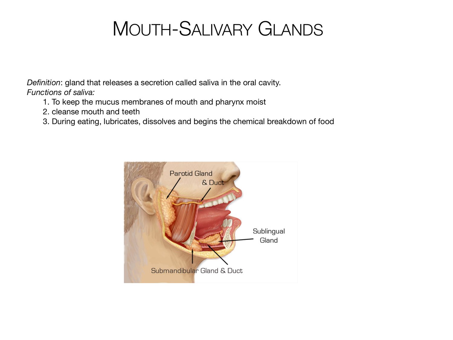 Slide 36 of 97: Mouth-salivary glands. Dr. Rennie digestive anatomy lecture slide.