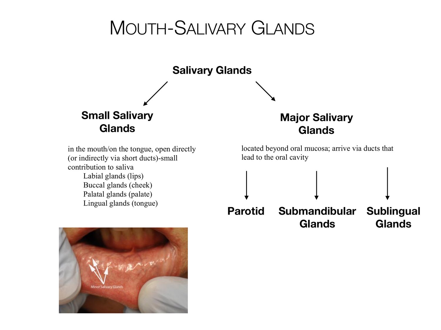 Slide 37 of 97: Mouth-salivary glands. Dr. Rennie digestive anatomy lecture slide.