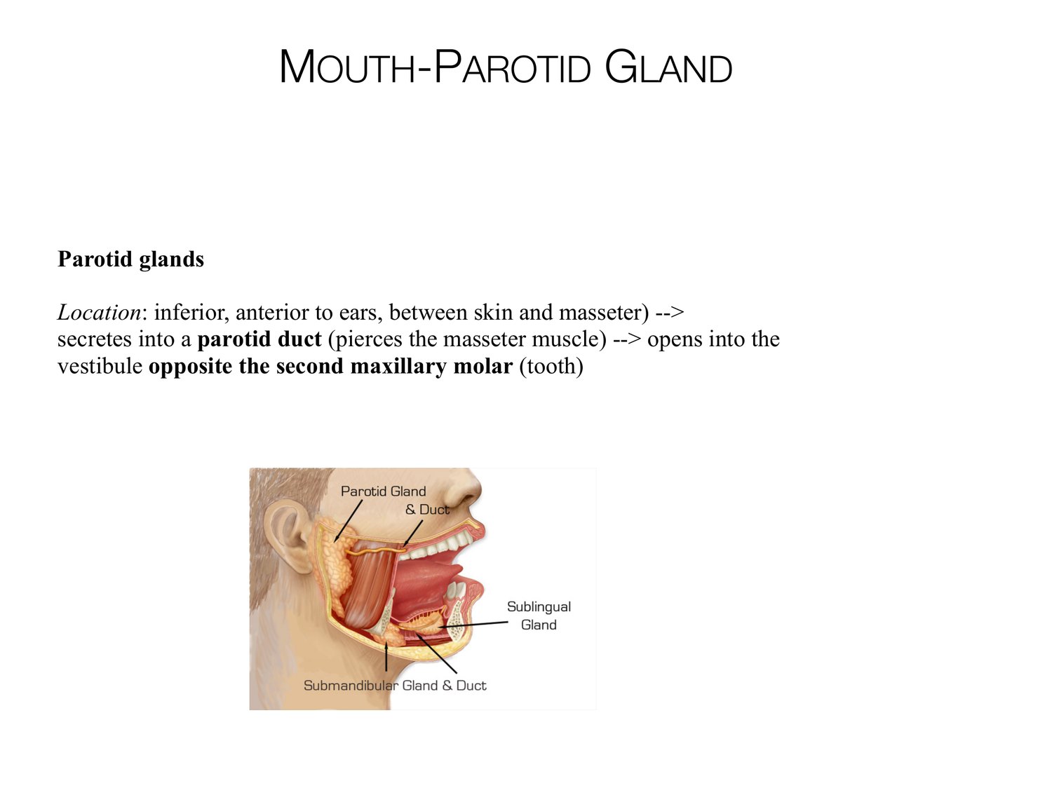 Slide 38 of 97: Mouth-parotid gland. Dr. Rennie digestive anatomy lecture slide.