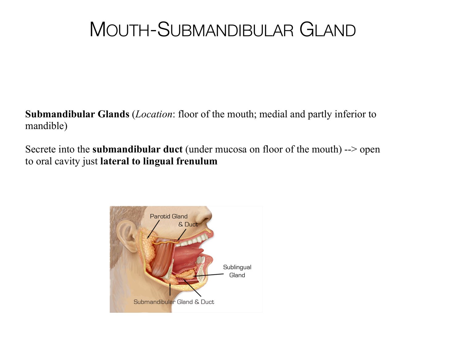 Slide 39 of 97: Mouth-submandibular gland. Dr. Rennie digestive anatomy lecture slide.