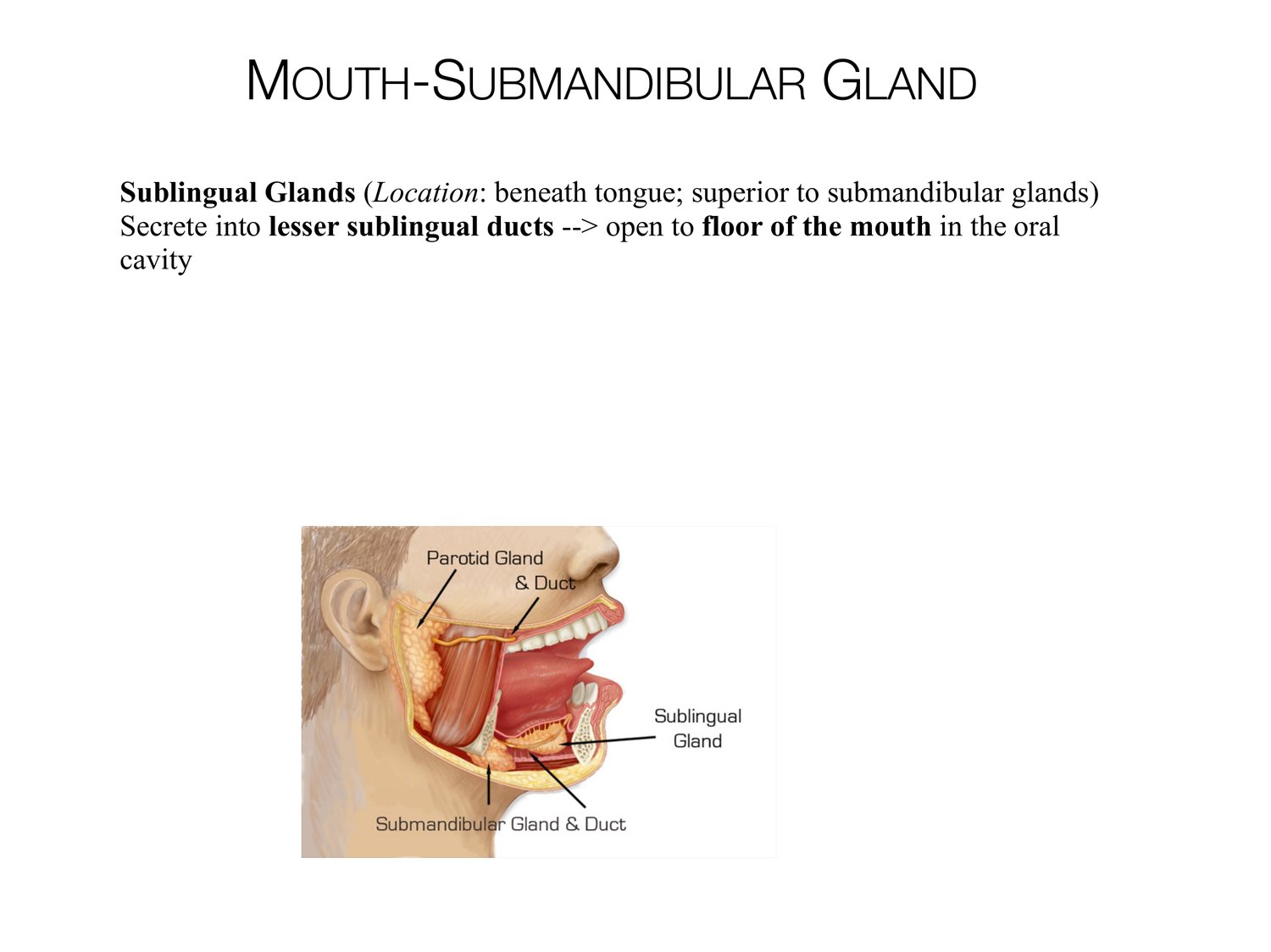 Slide 40 of 97: Mouth-submandibular gland. Dr. Rennie digestive anatomy lecture slide.