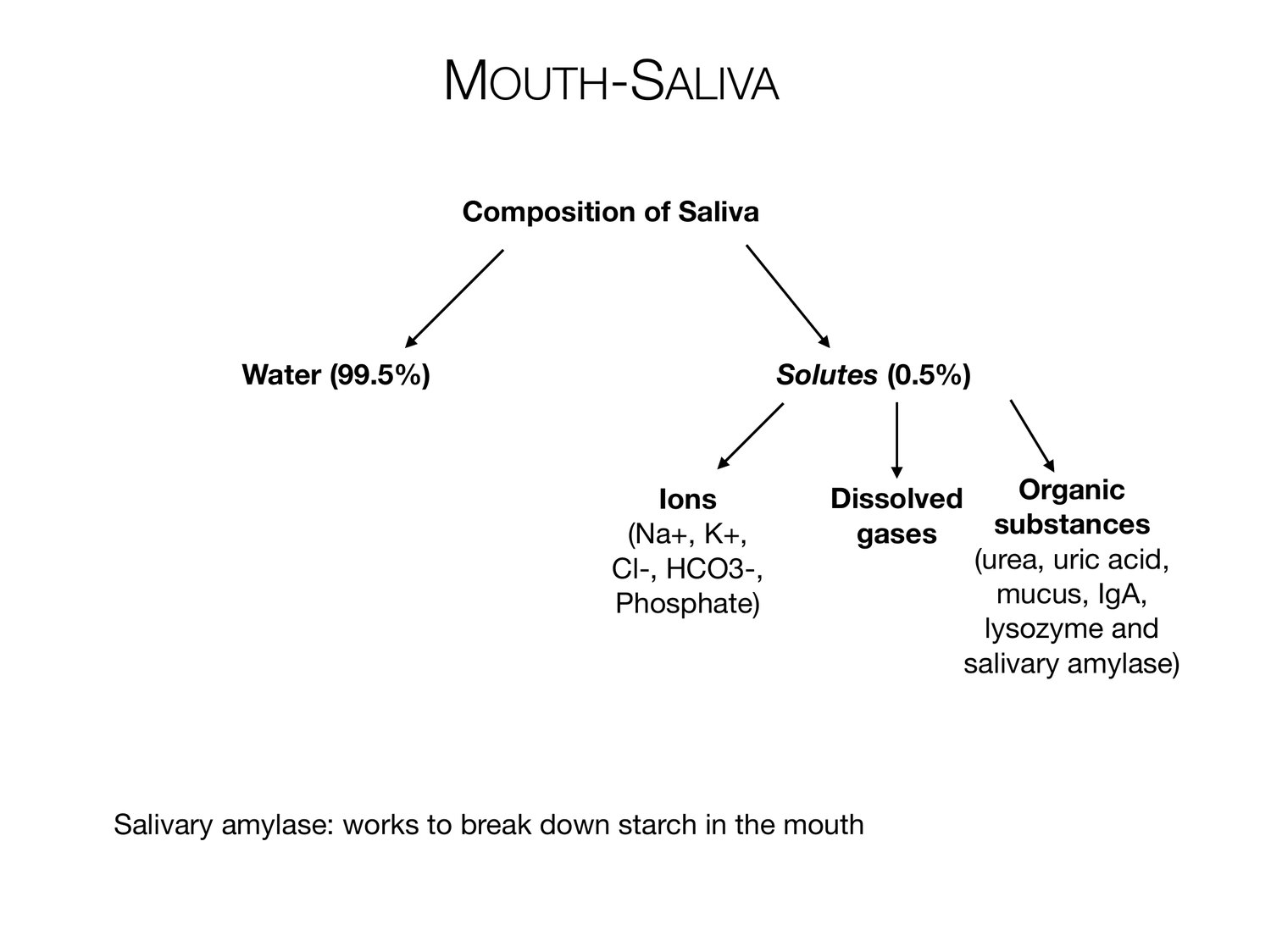Slide 41 of 97: Mouth-saliva. Dr. Rennie digestive anatomy lecture slide.