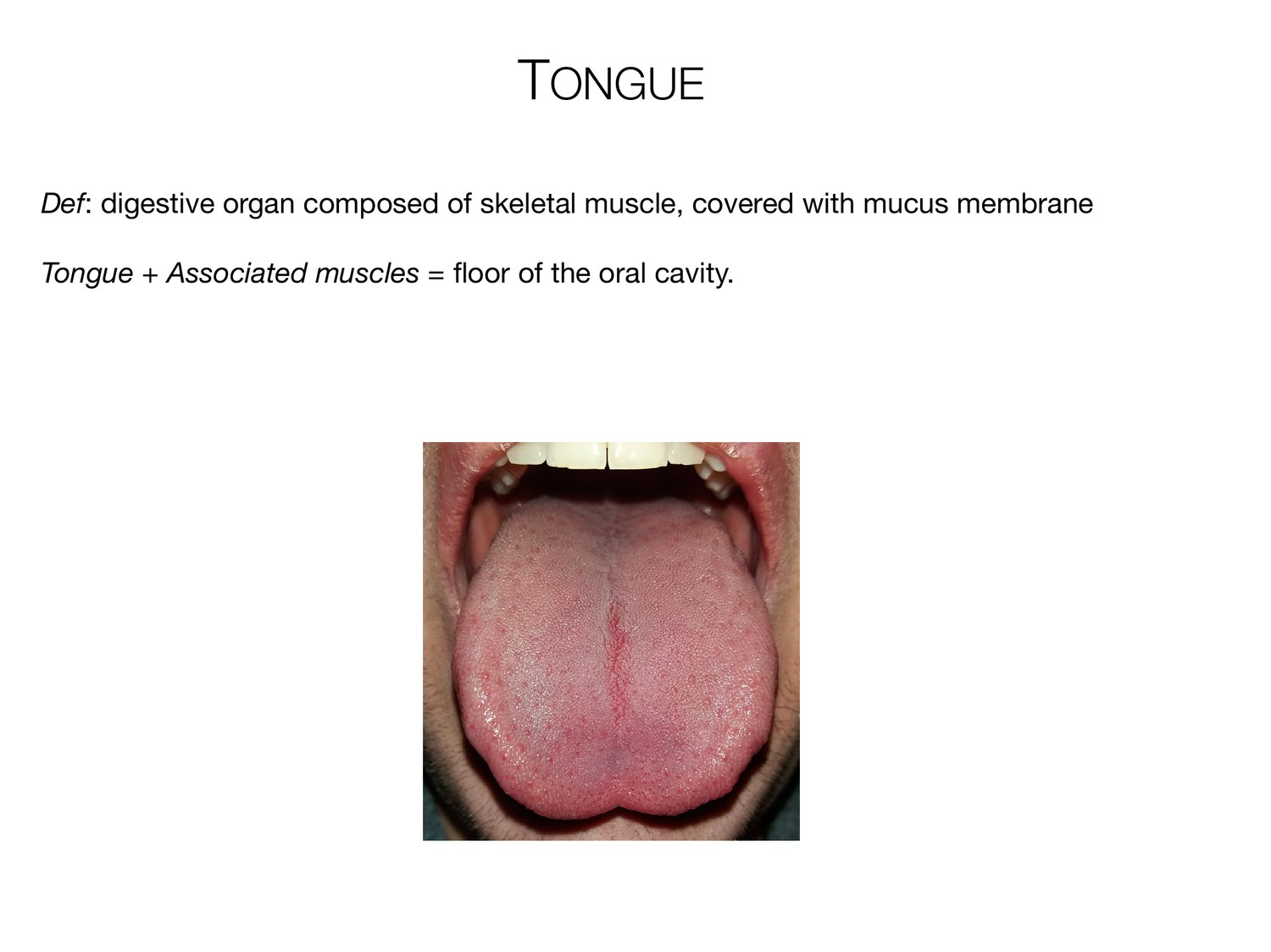 Slide 44 of 97: Tongue. Dr. Rennie digestive anatomy lecture slide.