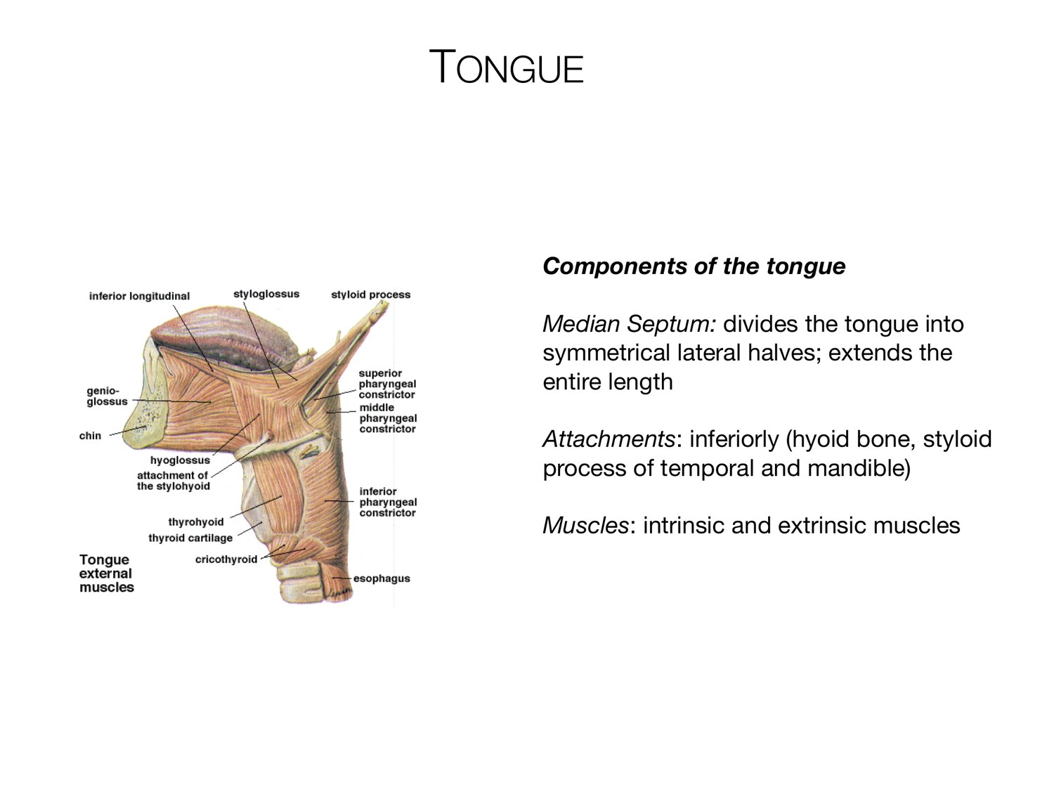 Slide 45 of 97: Tongue. Dr. Rennie digestive anatomy lecture slide.
