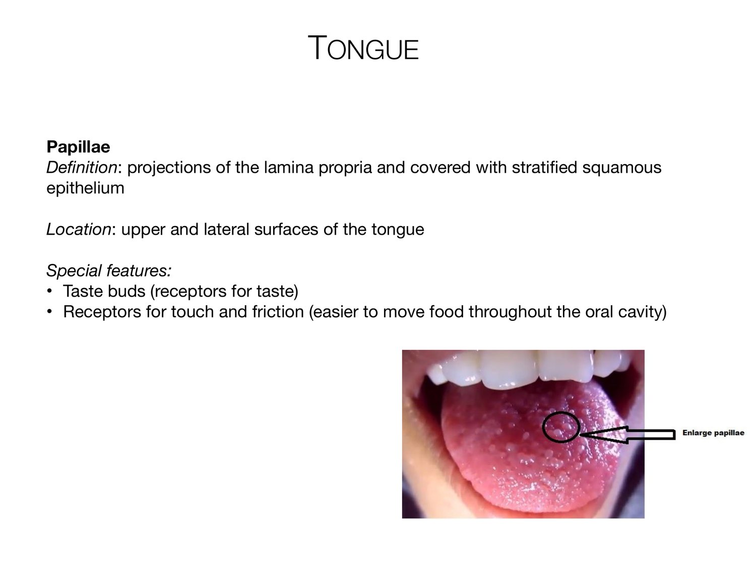 Slide 48 of 97: Tongue. Dr. Rennie digestive anatomy lecture slide.