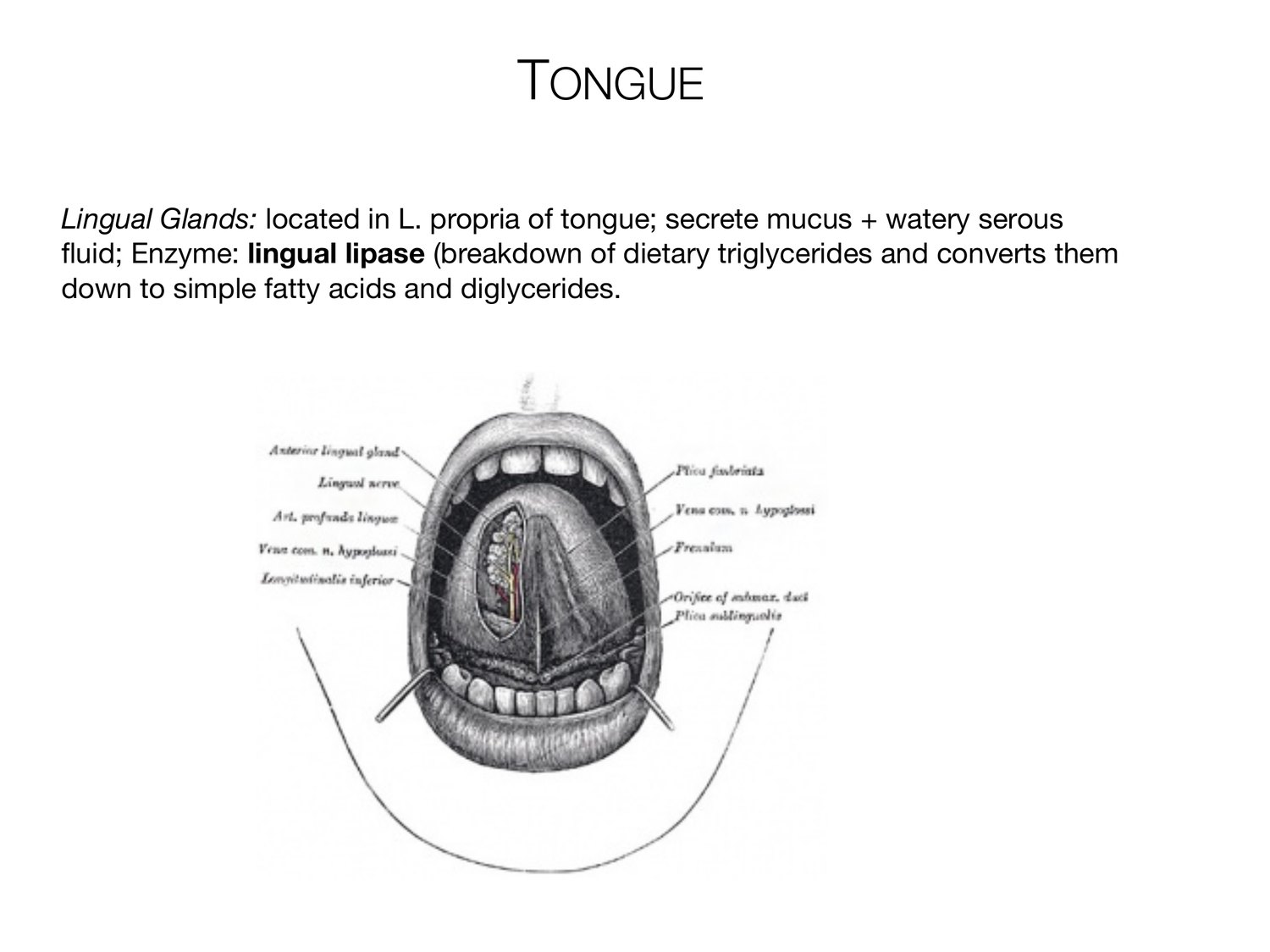 Slide 49 of 97: Tongue. Dr. Rennie digestive anatomy lecture slide.
