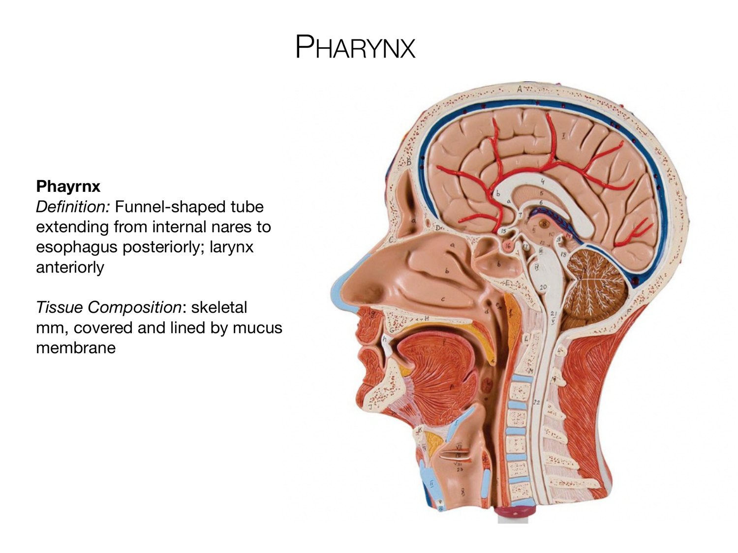Slide 50 of 97: Pharynx. Dr. Rennie digestive anatomy lecture slide.