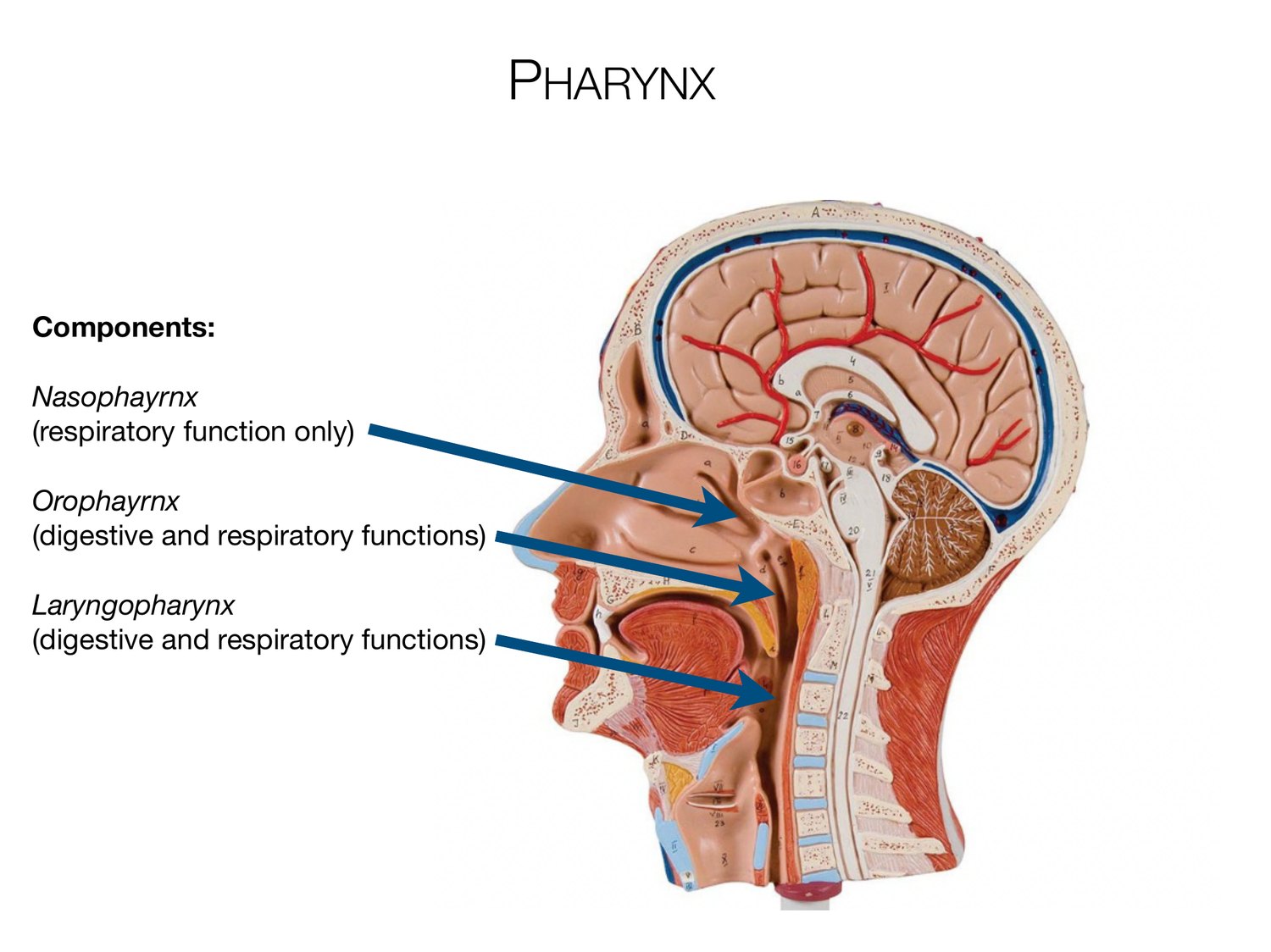 Slide 51 of 97: Pharynx. Dr. Rennie digestive anatomy lecture slide.