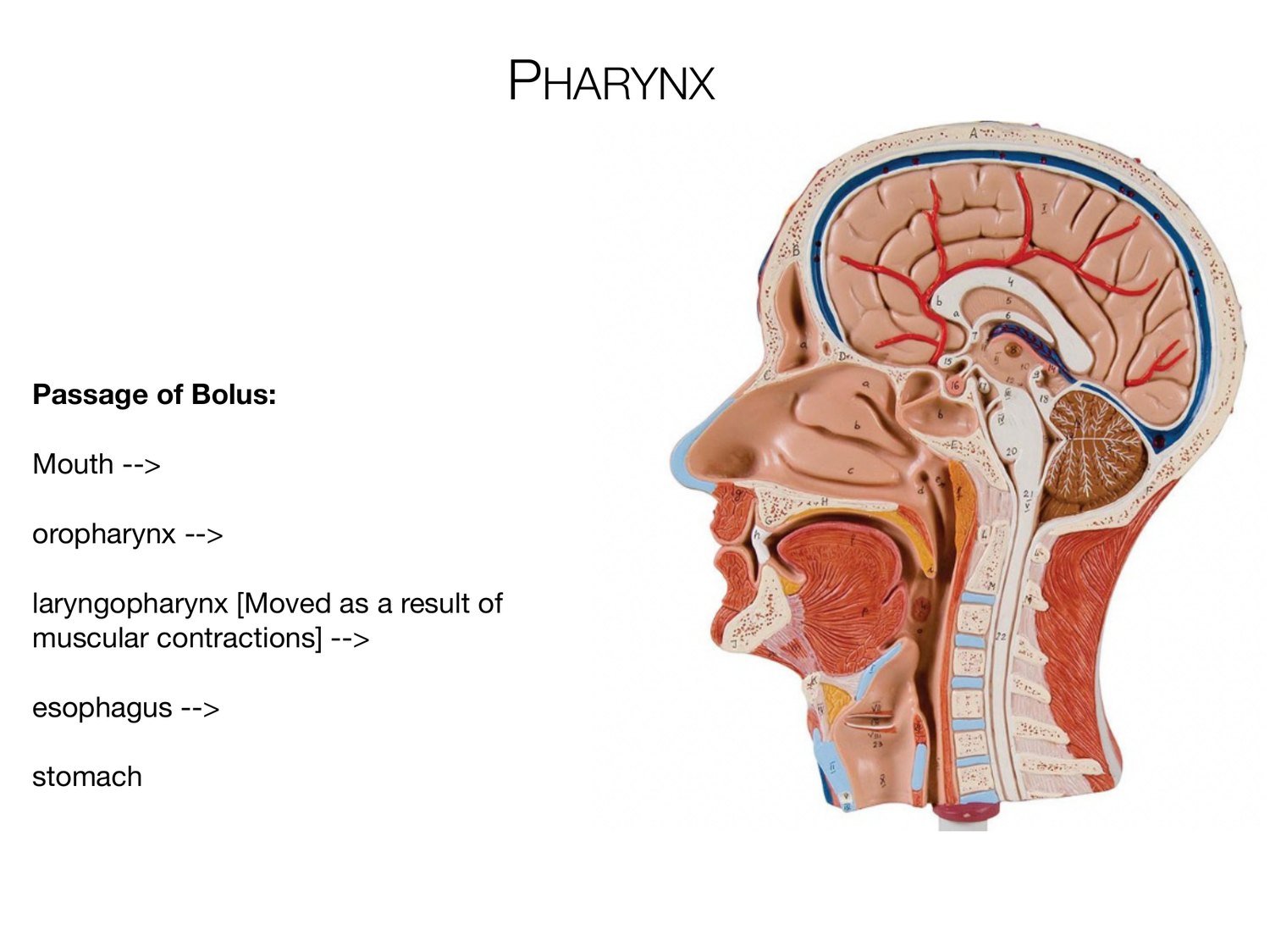 Slide 52 of 97: Pharynx. Dr. Rennie digestive anatomy lecture slide.