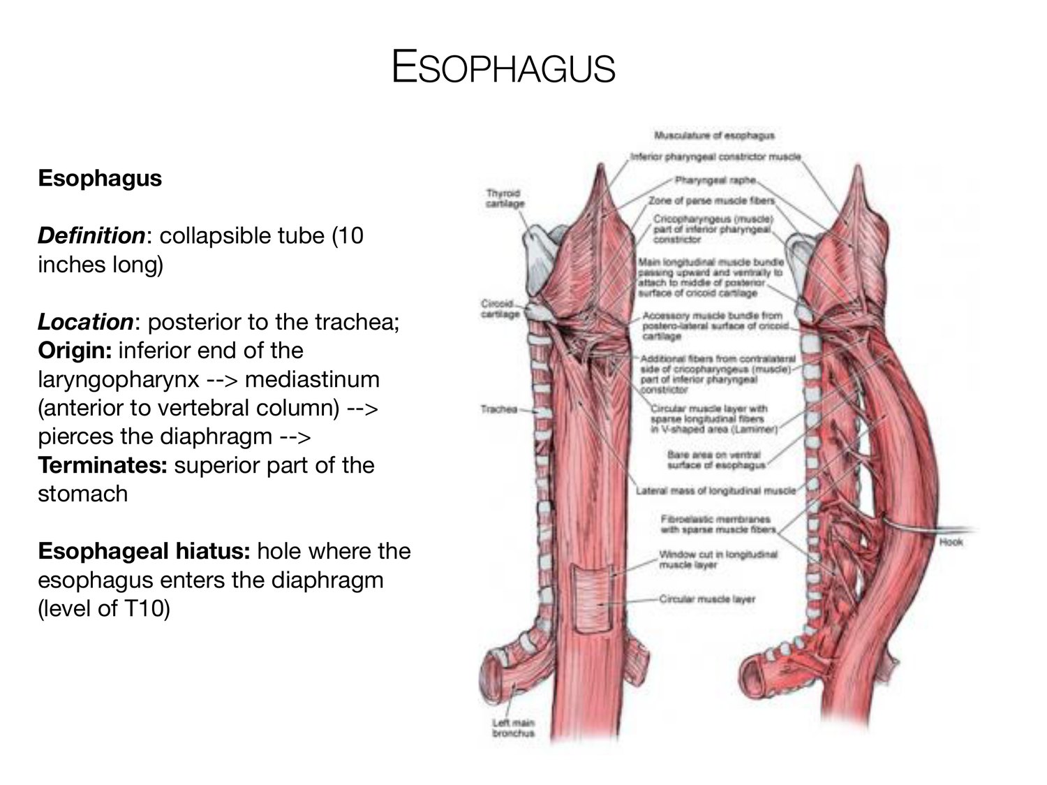 Slide 53 of 97: Esophagus. Dr. Rennie digestive anatomy lecture slide.