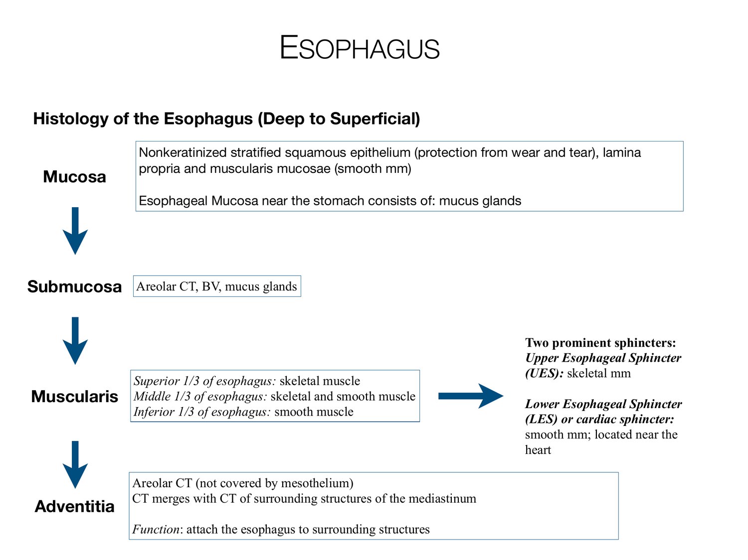Slide 54 of 97: Esophagus. Dr. Rennie digestive anatomy lecture slide.