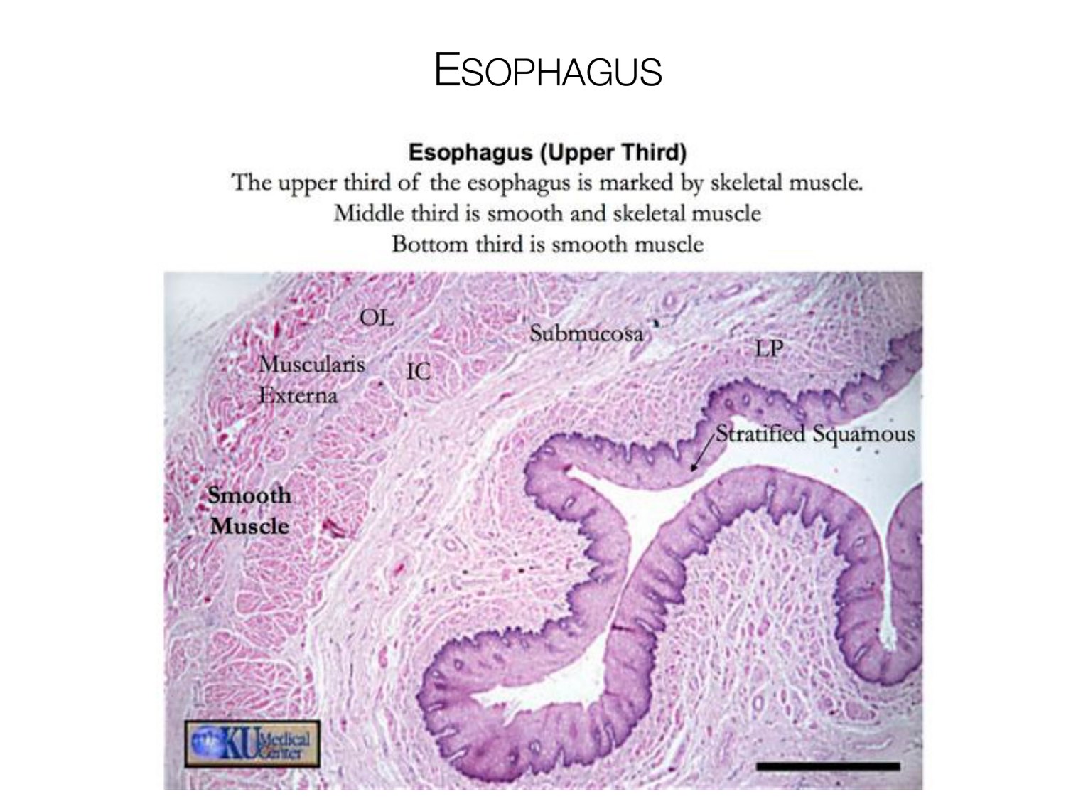 Slide 55 of 97: Esophagus. Dr. Rennie digestive anatomy lecture slide.