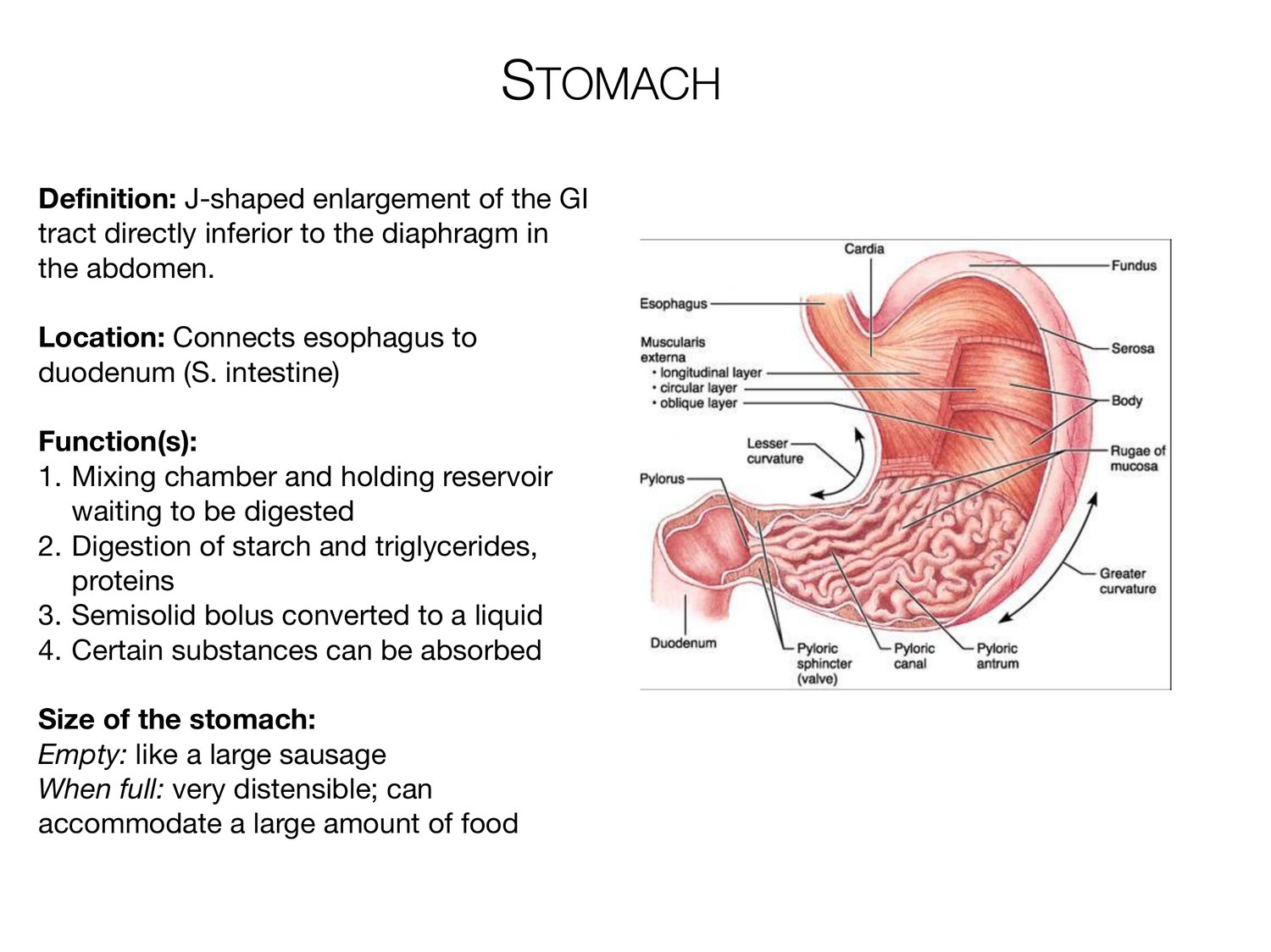 Slide 56 of 97: Stomach. Dr. Rennie digestive anatomy lecture slide.