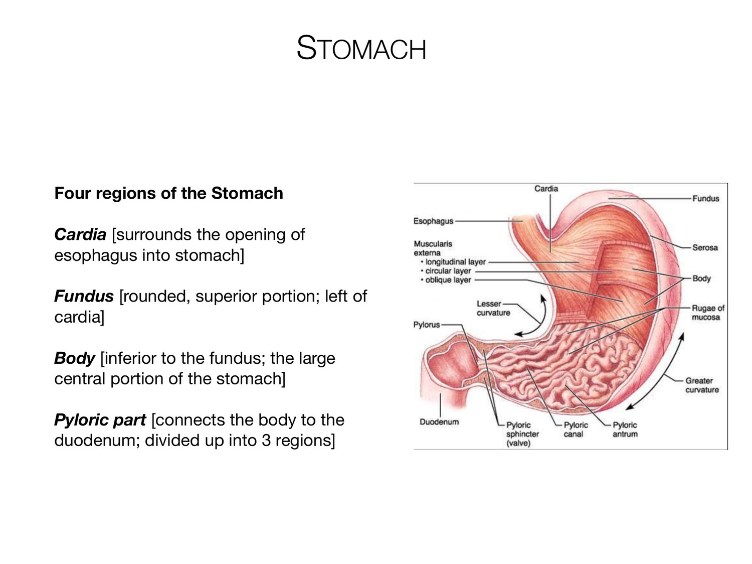 Slide 57 of 97: Stomach. Dr. Rennie digestive anatomy lecture slide.